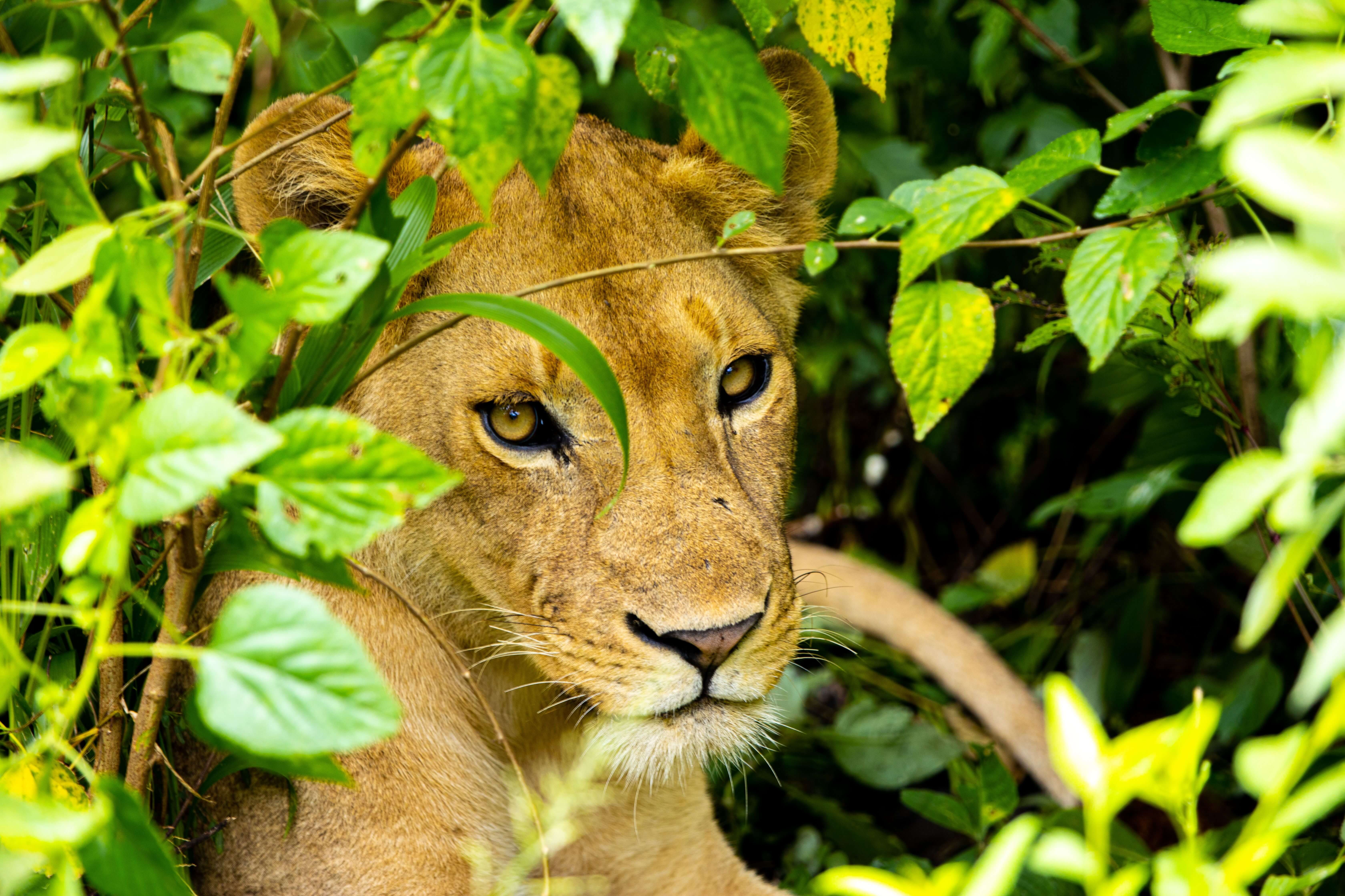 Queen Elizabeth National Park national park
