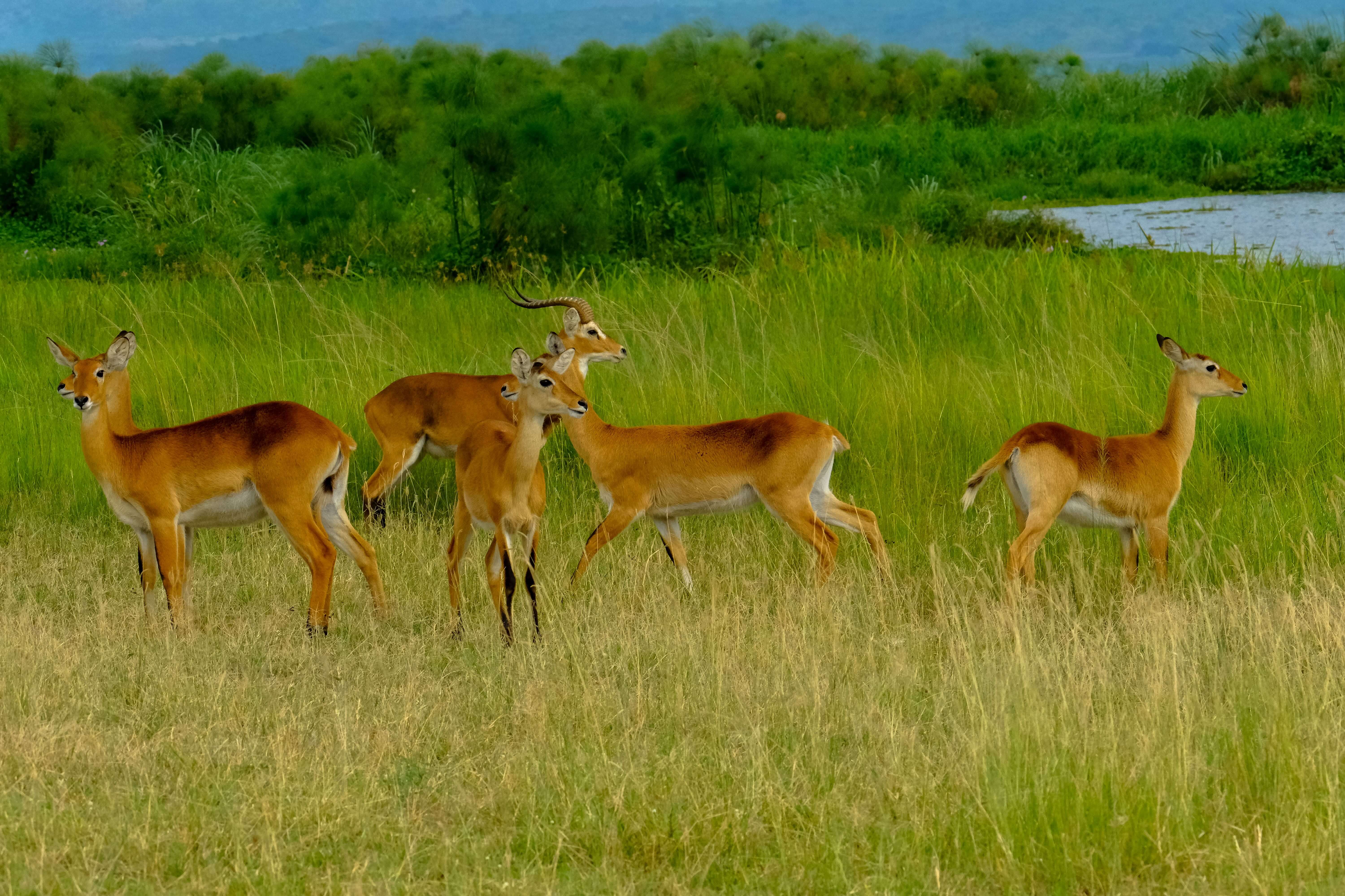 Queen Elizabeth National Park