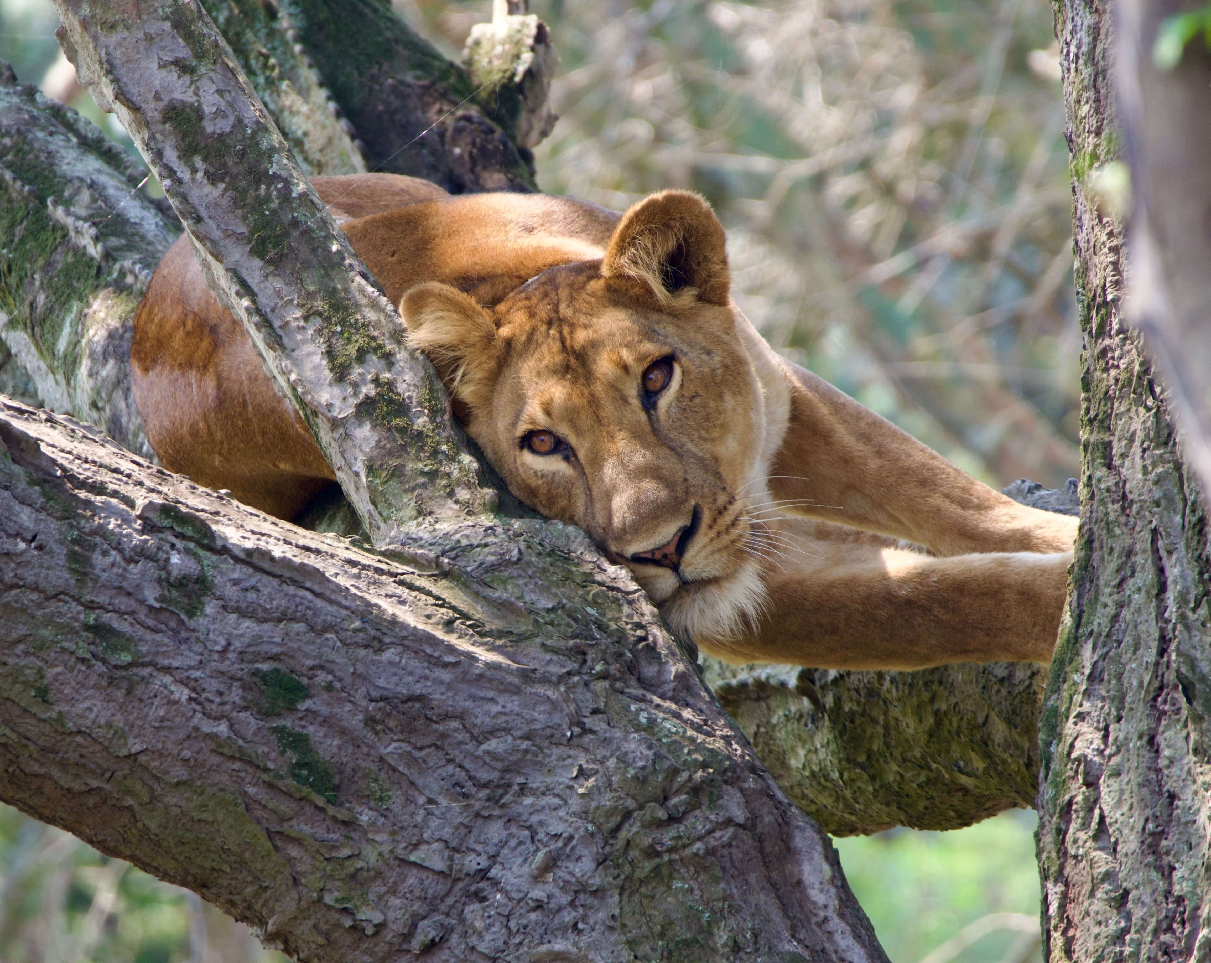 Queen Elizabeth National Park