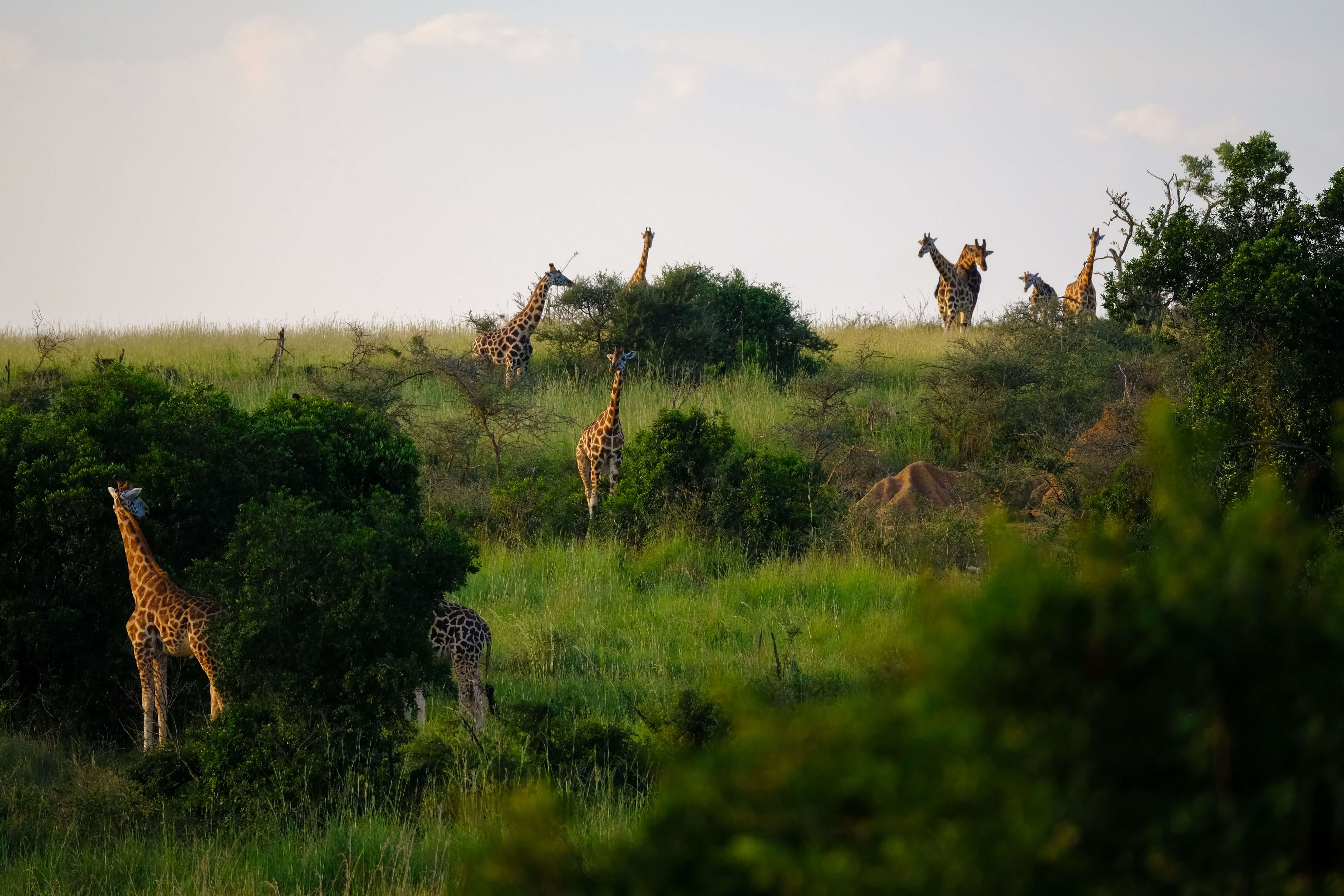 Queen Elizabeth National Park