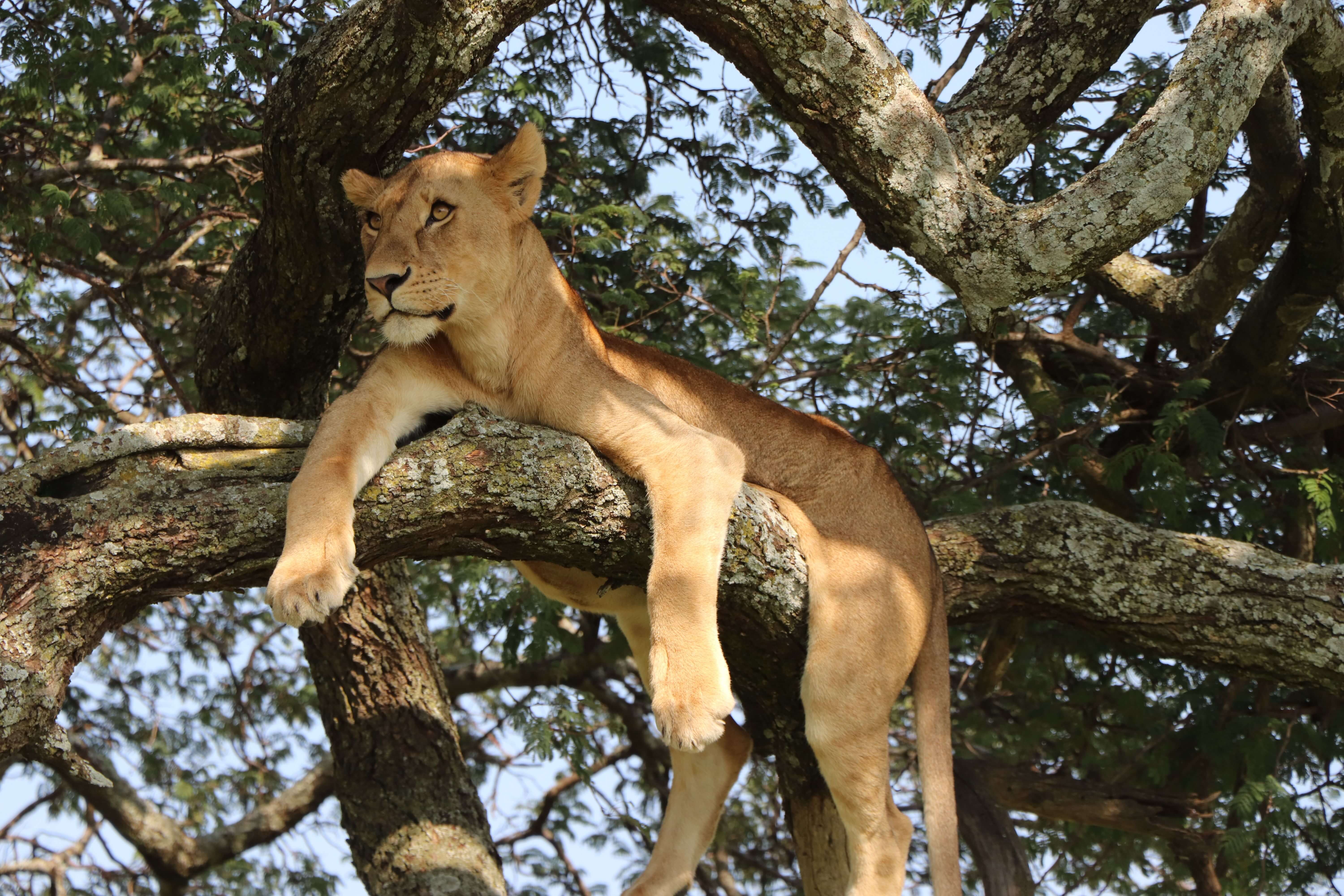 Queen Elizabeth National Park