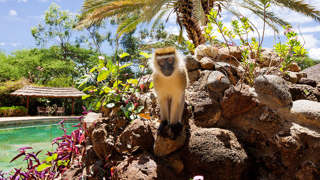 Amboseli Sopa Lodge - Gallery