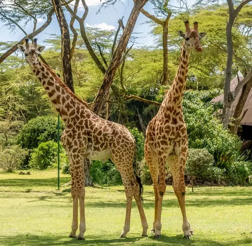 Lake Naivasha Sopa Resort - Gallery