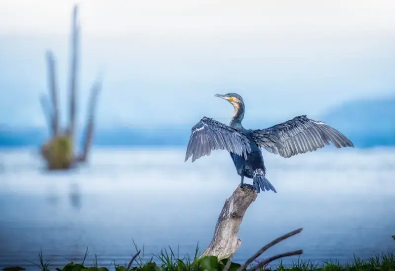 Lake Naivasha Sopa Resort - Gallery