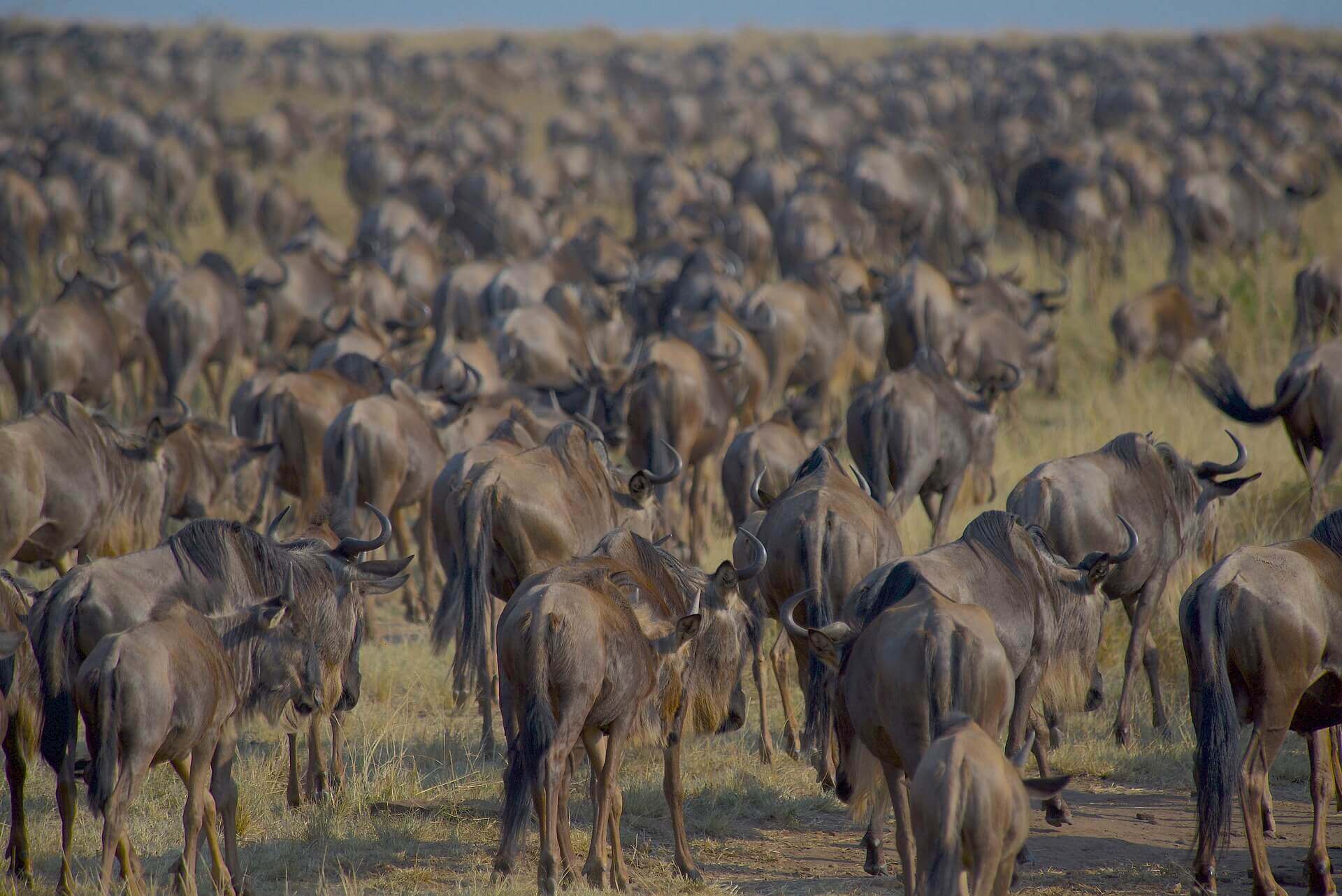 3 Days 2 Nights Maasai Mara Safari