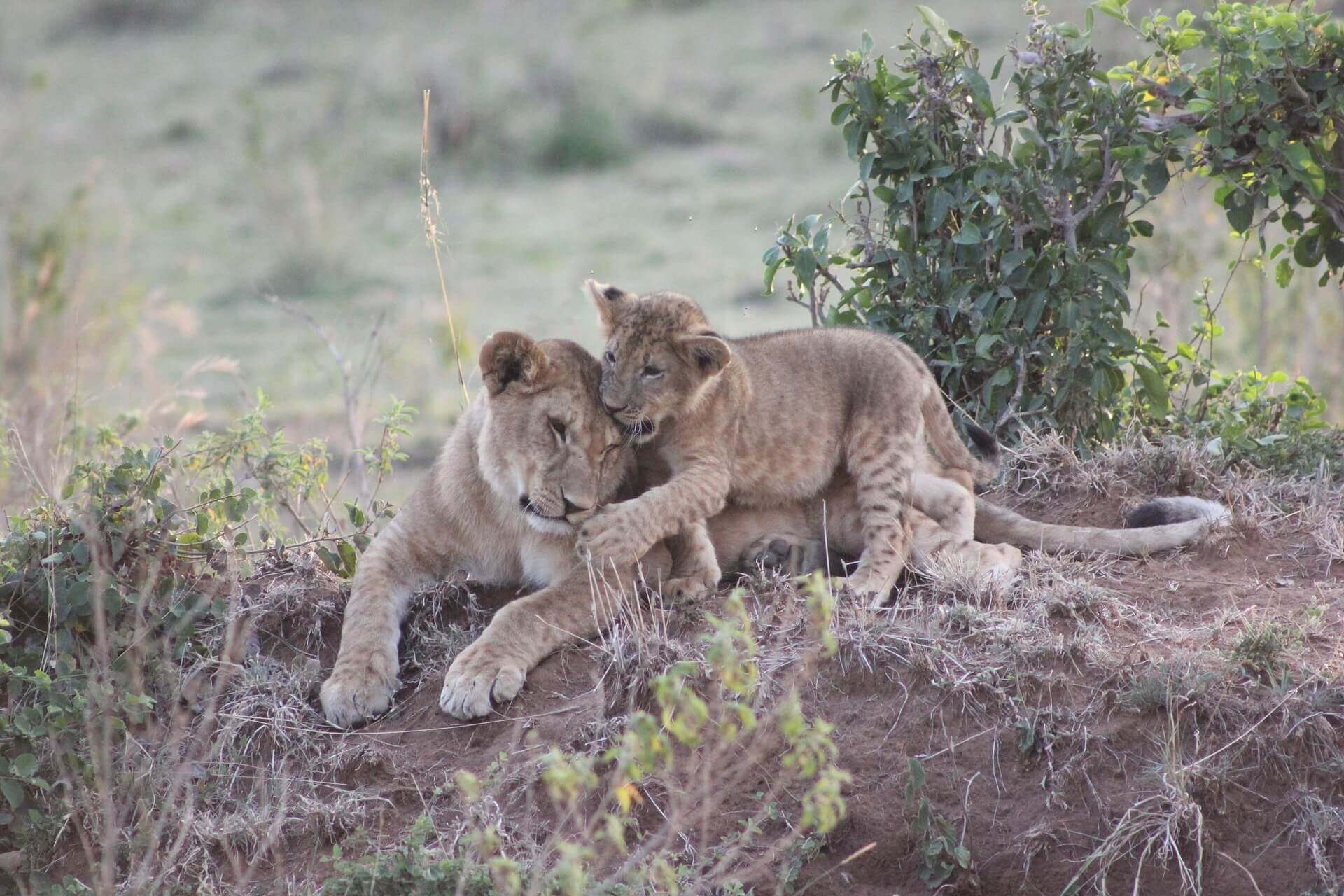 3 Days 2 Nights Maasai Mara Safari