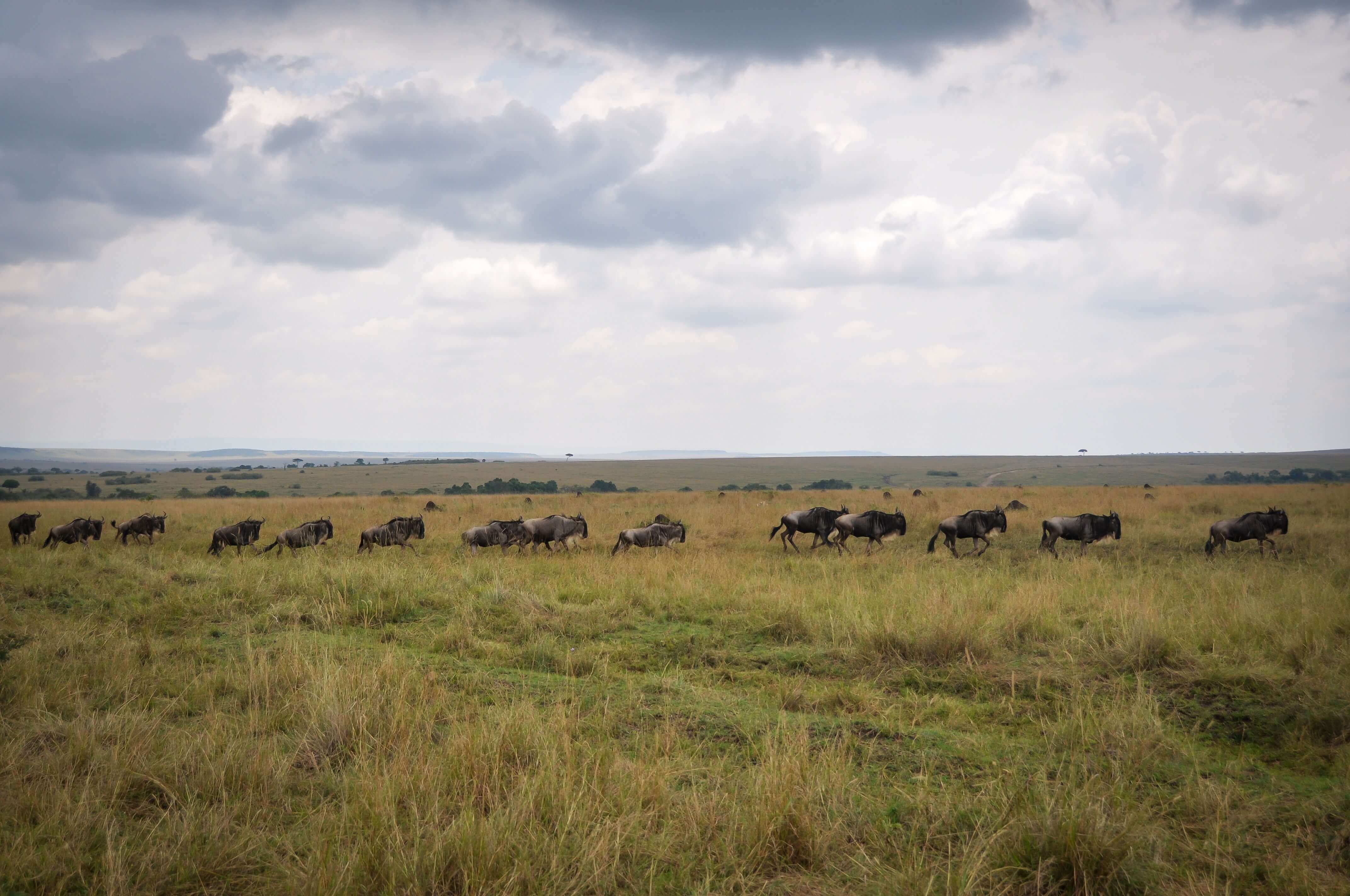 3 Days 2 Nights Maasai Mara Safari