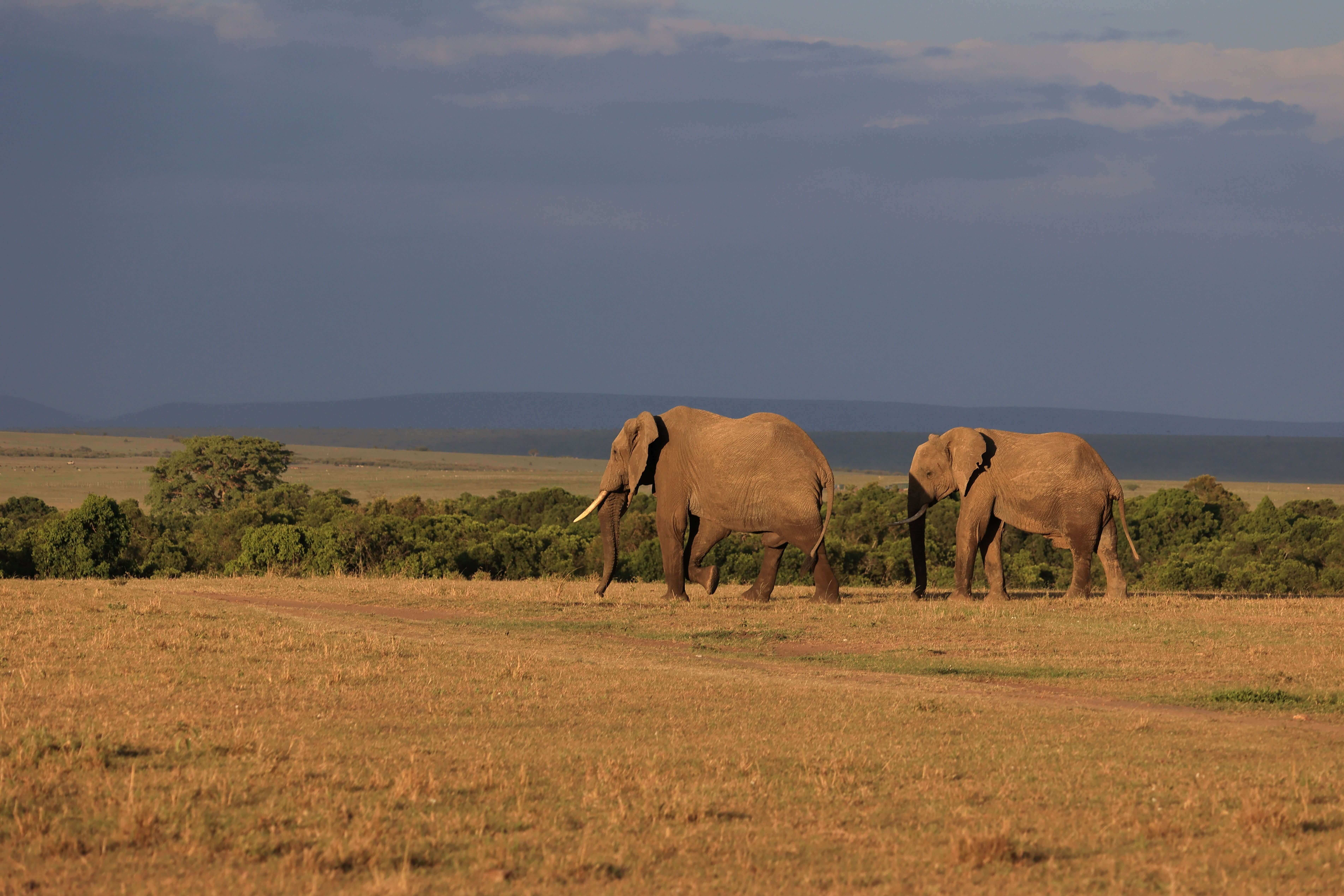 3 Days 2 Nights Maasai Mara Safari