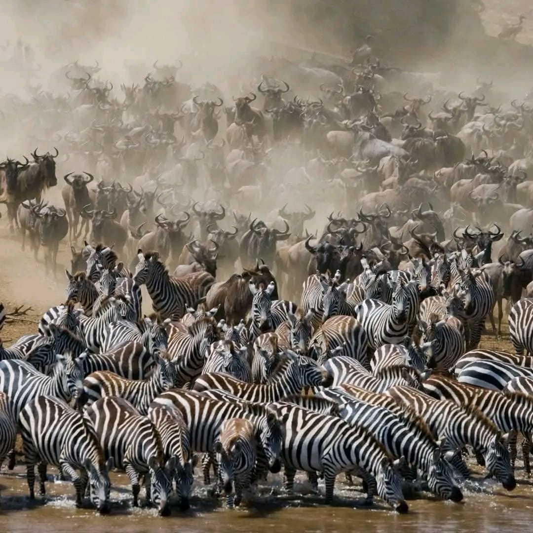 3 Days 2 Nights Maasai Mara Safari