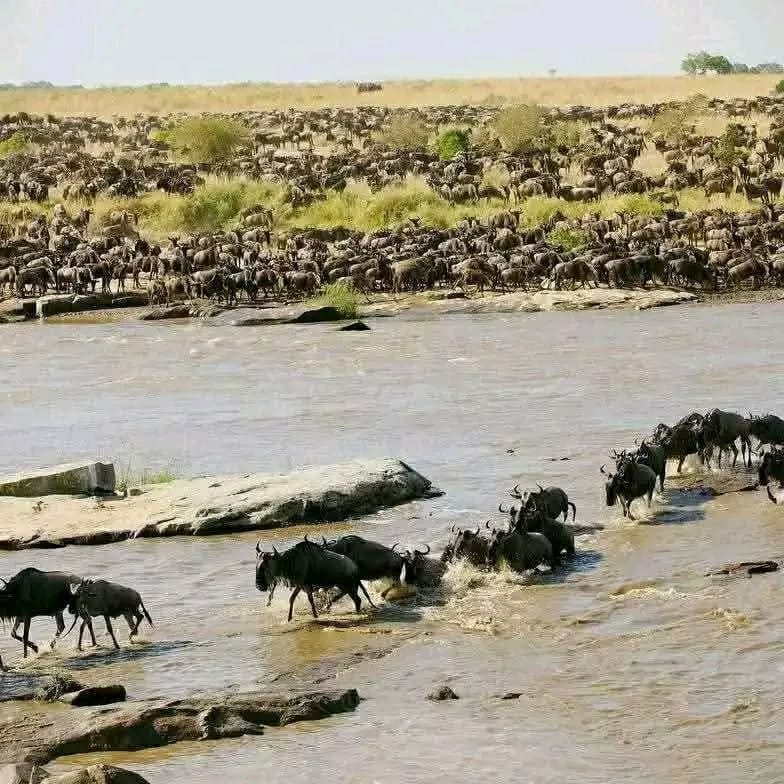 7 Days Best of Kenya Safari safari itinerary