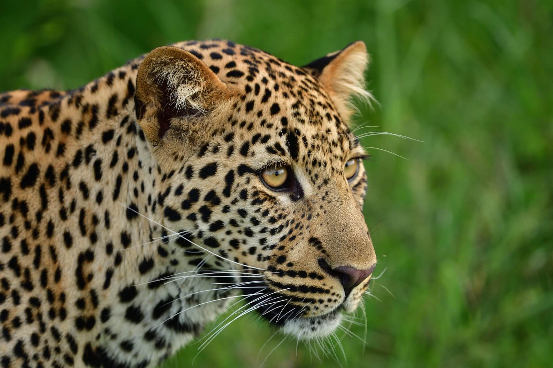 Handcrafted Safari Experiences