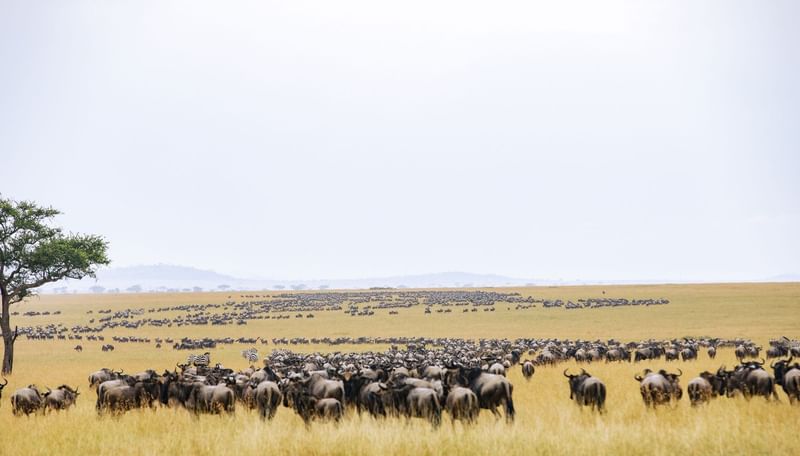 Mara Serena Safari Lodge - Gallery
