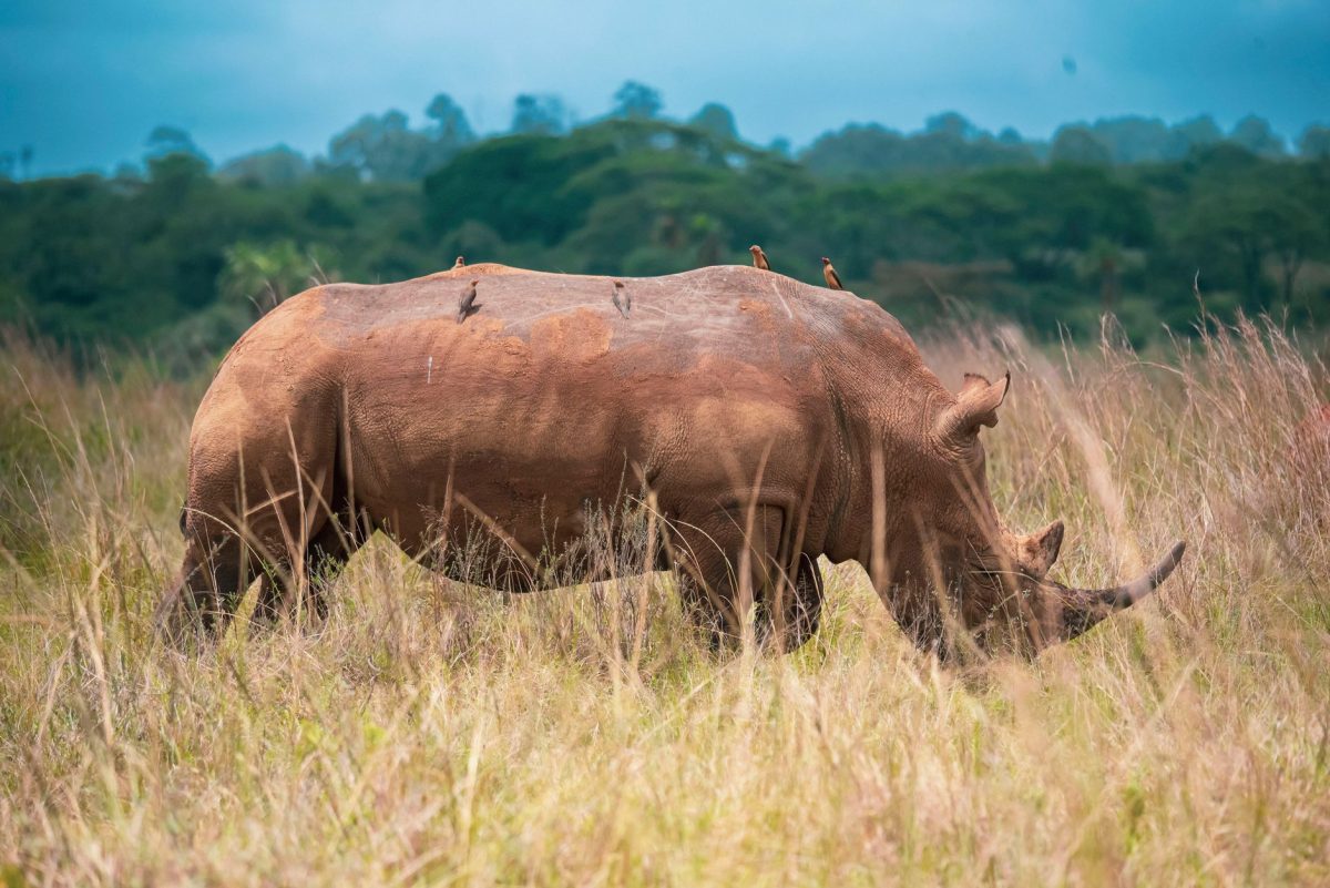 Nairobi National Park Half-Day Safari safari itinerary