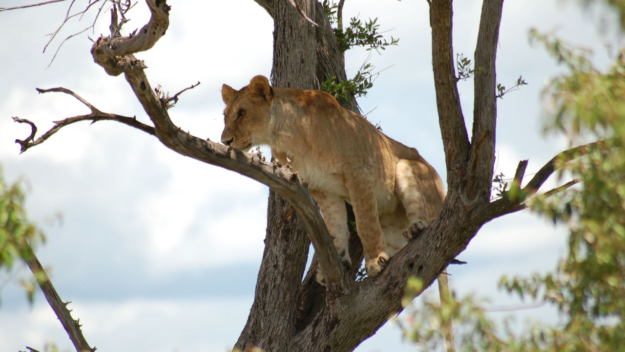 Mara Intrepids Luxury Camp - Gallery