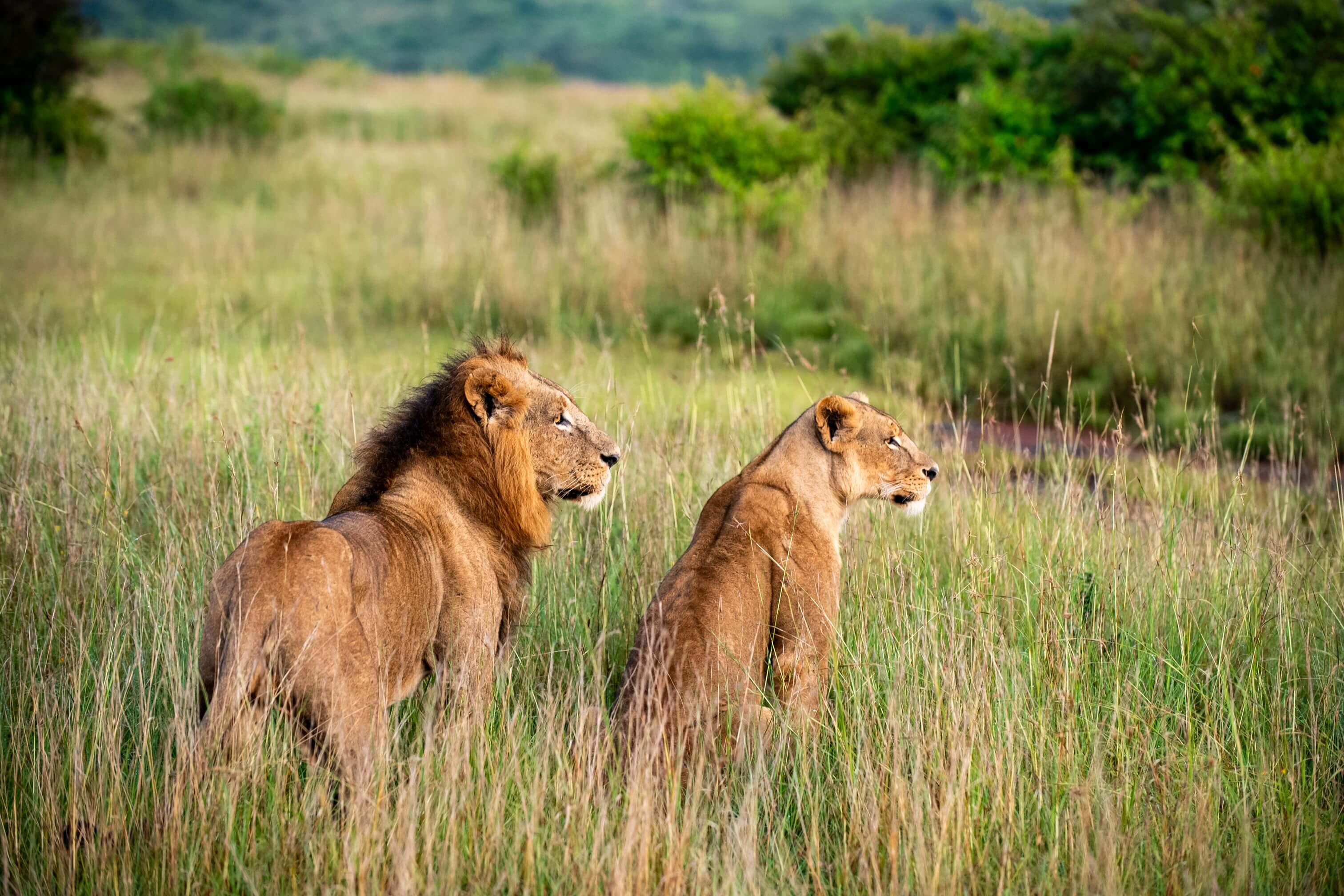Kidepo Valley National Park national park