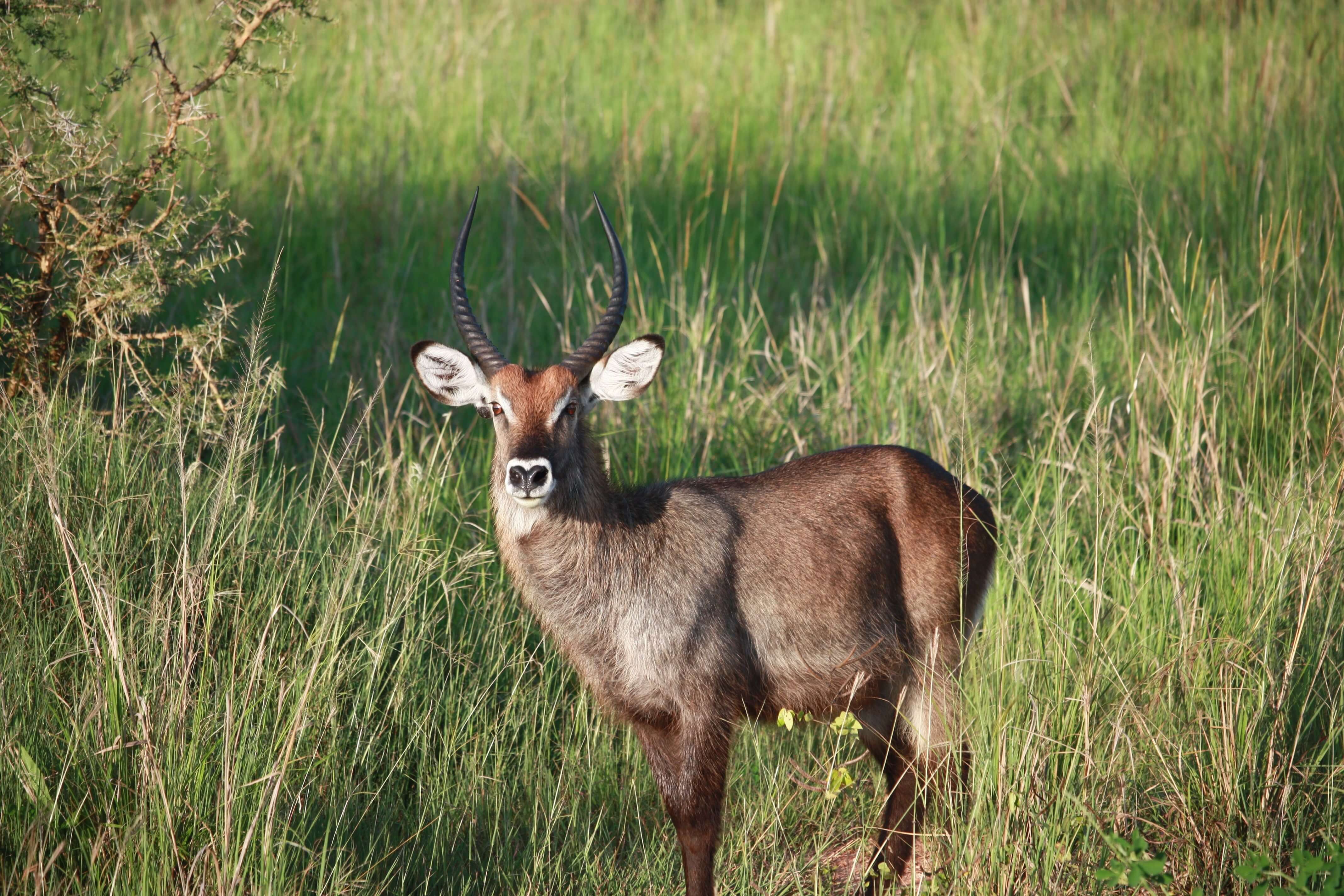 Kidepo Valley National Park