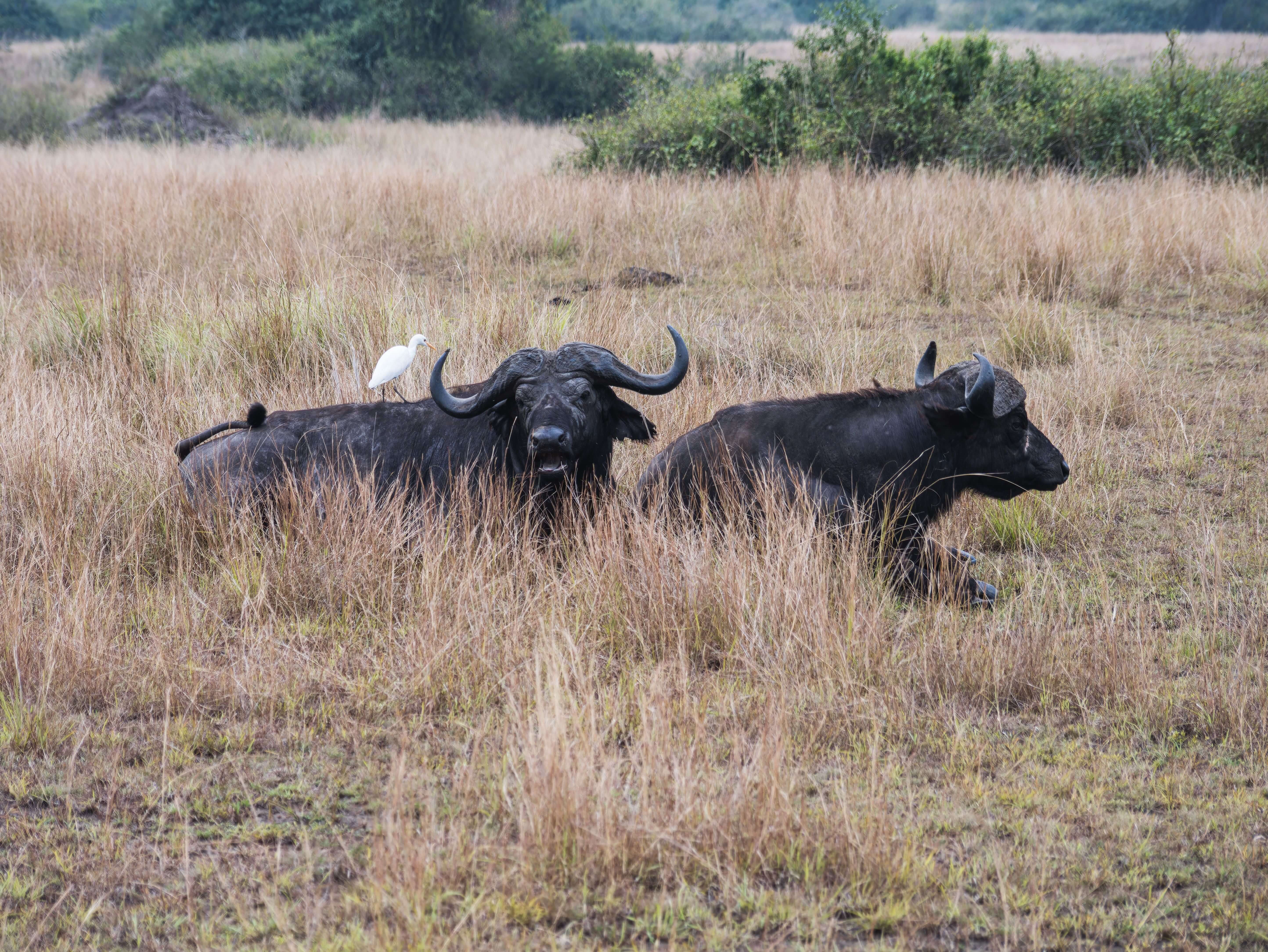 Kidepo Valley National Park