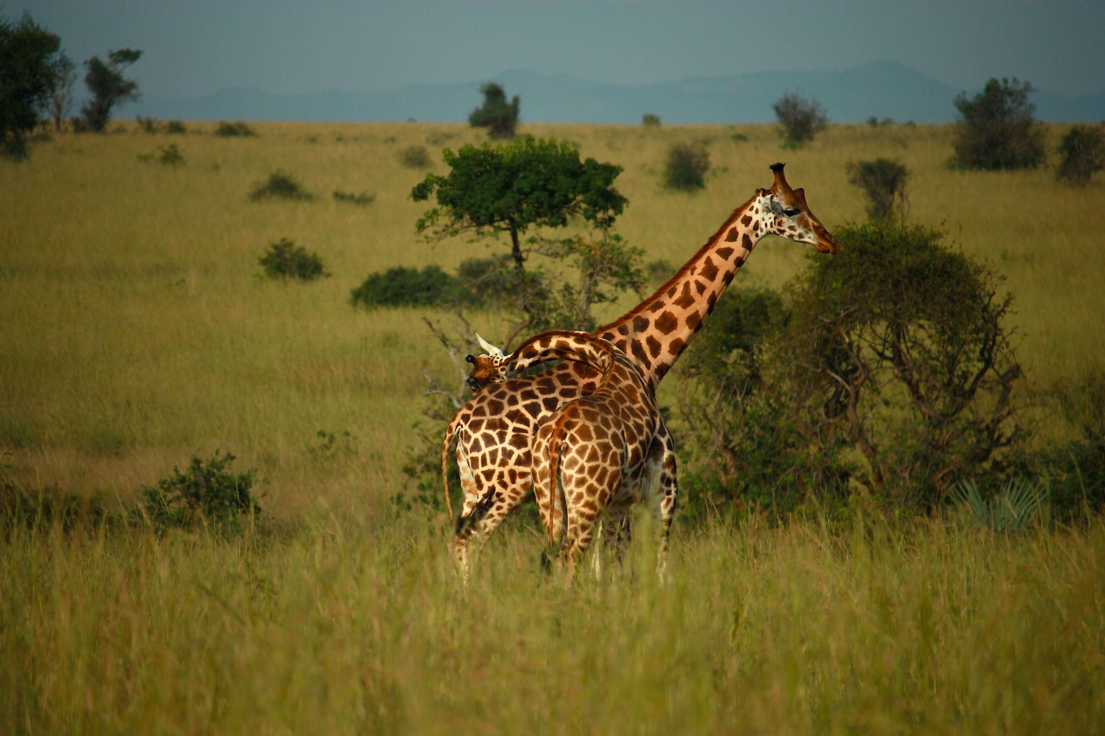 Kidepo Valley National Park