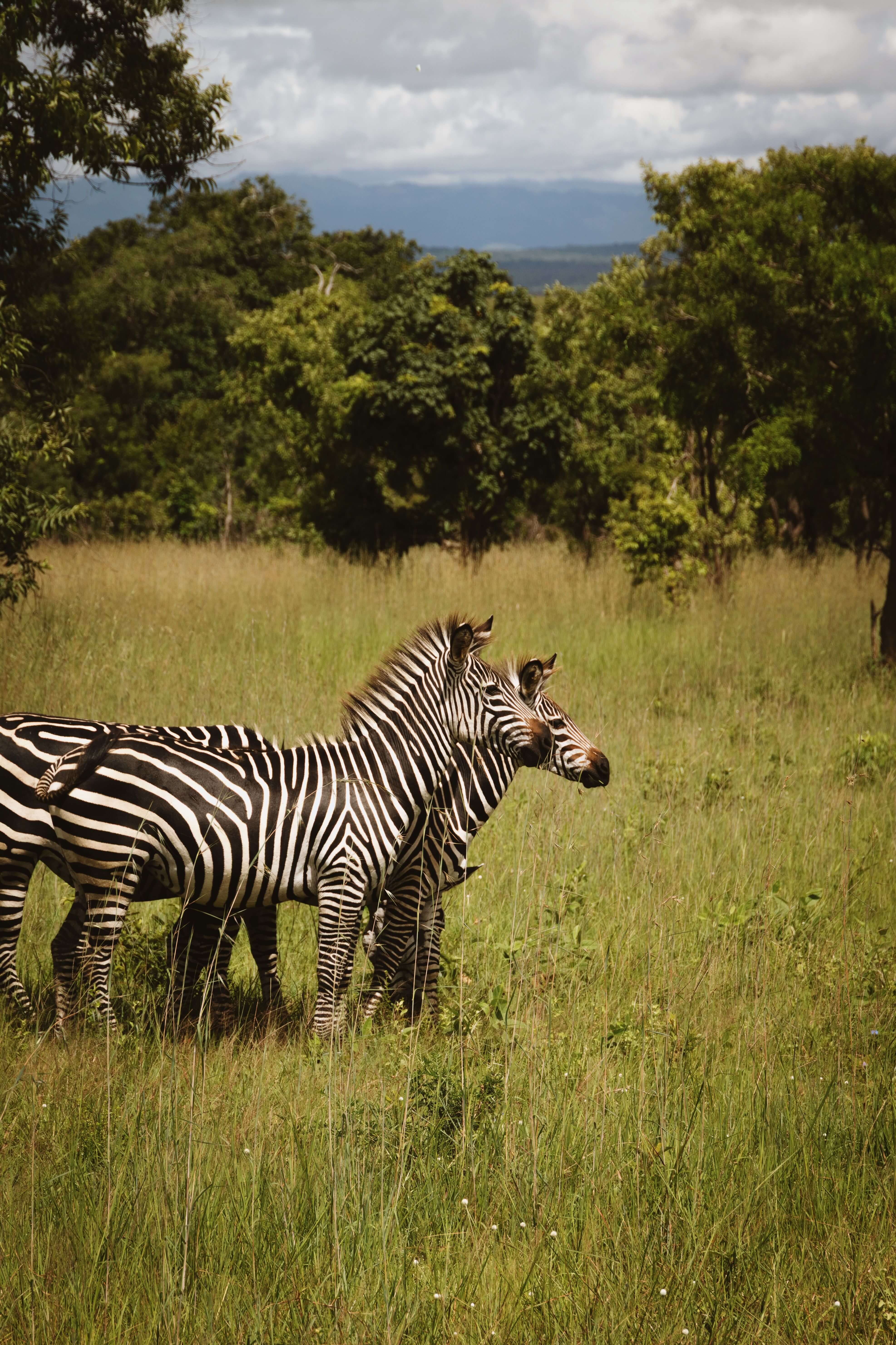 Kidepo Valley National Park