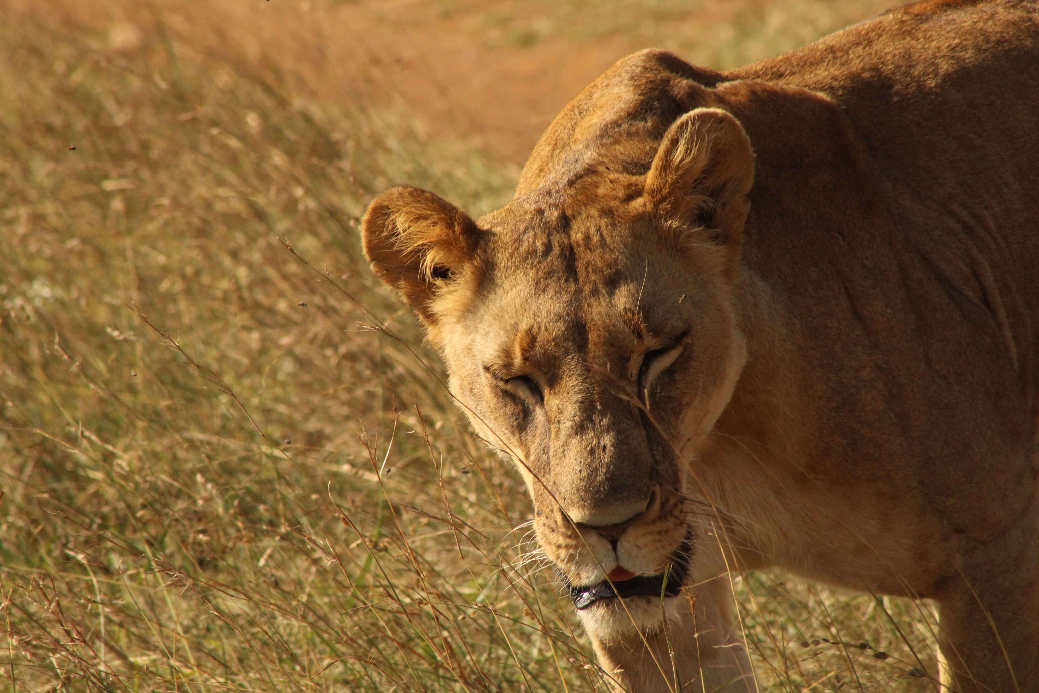 Kidepo Valley National Park
