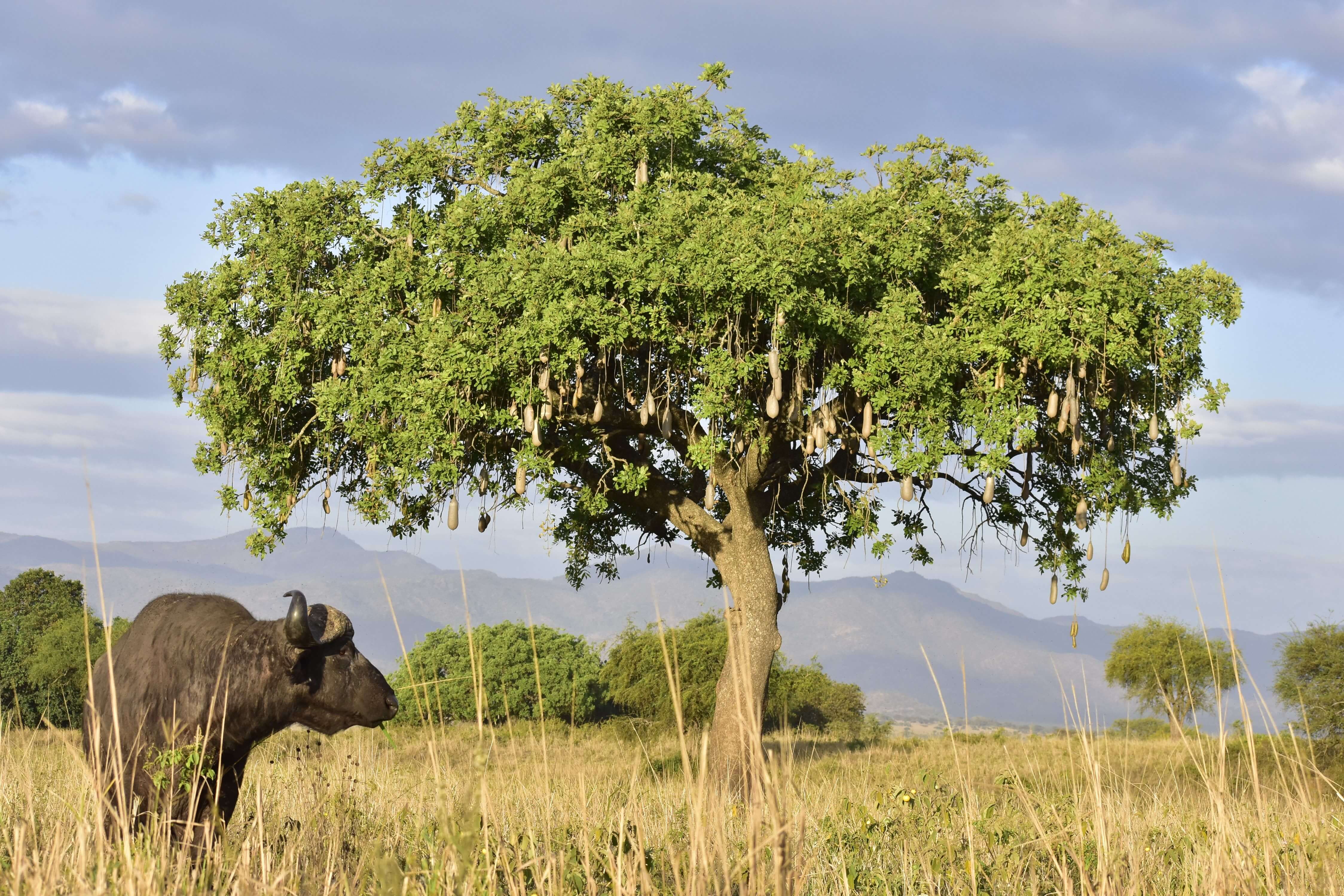 Kidepo Valley National Park