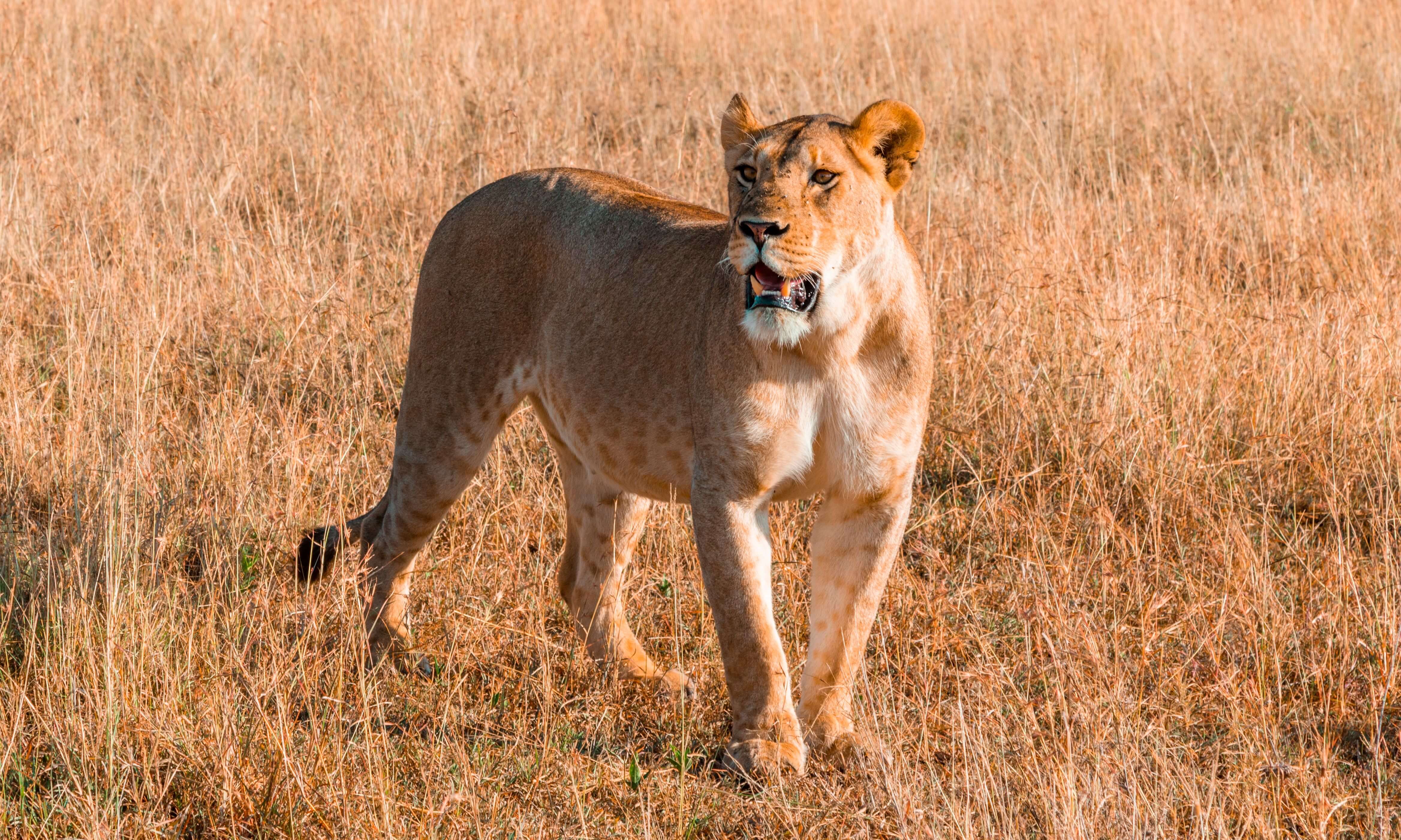 Kidepo Valley National Park