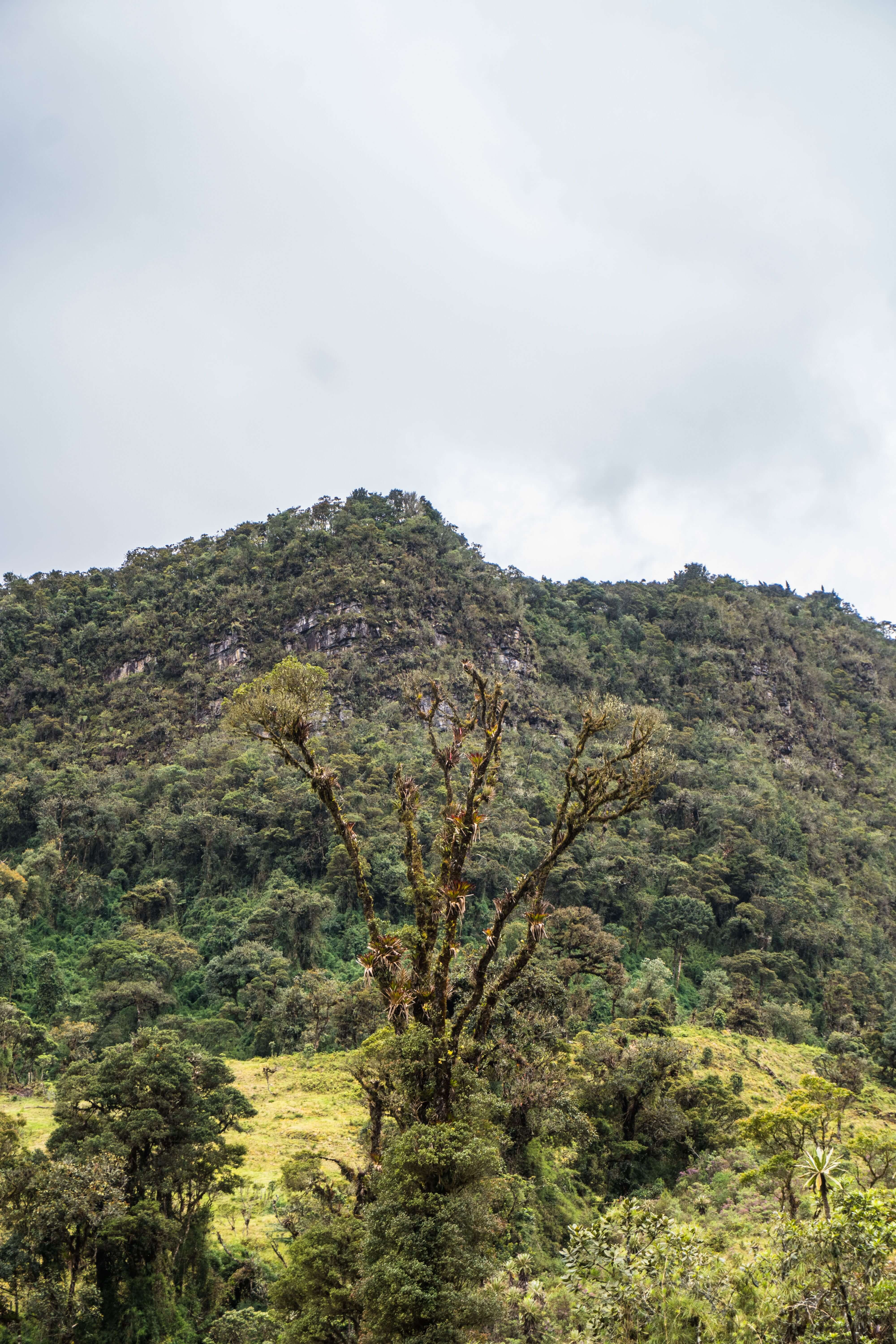 Rwenzori Mountains National Park national park