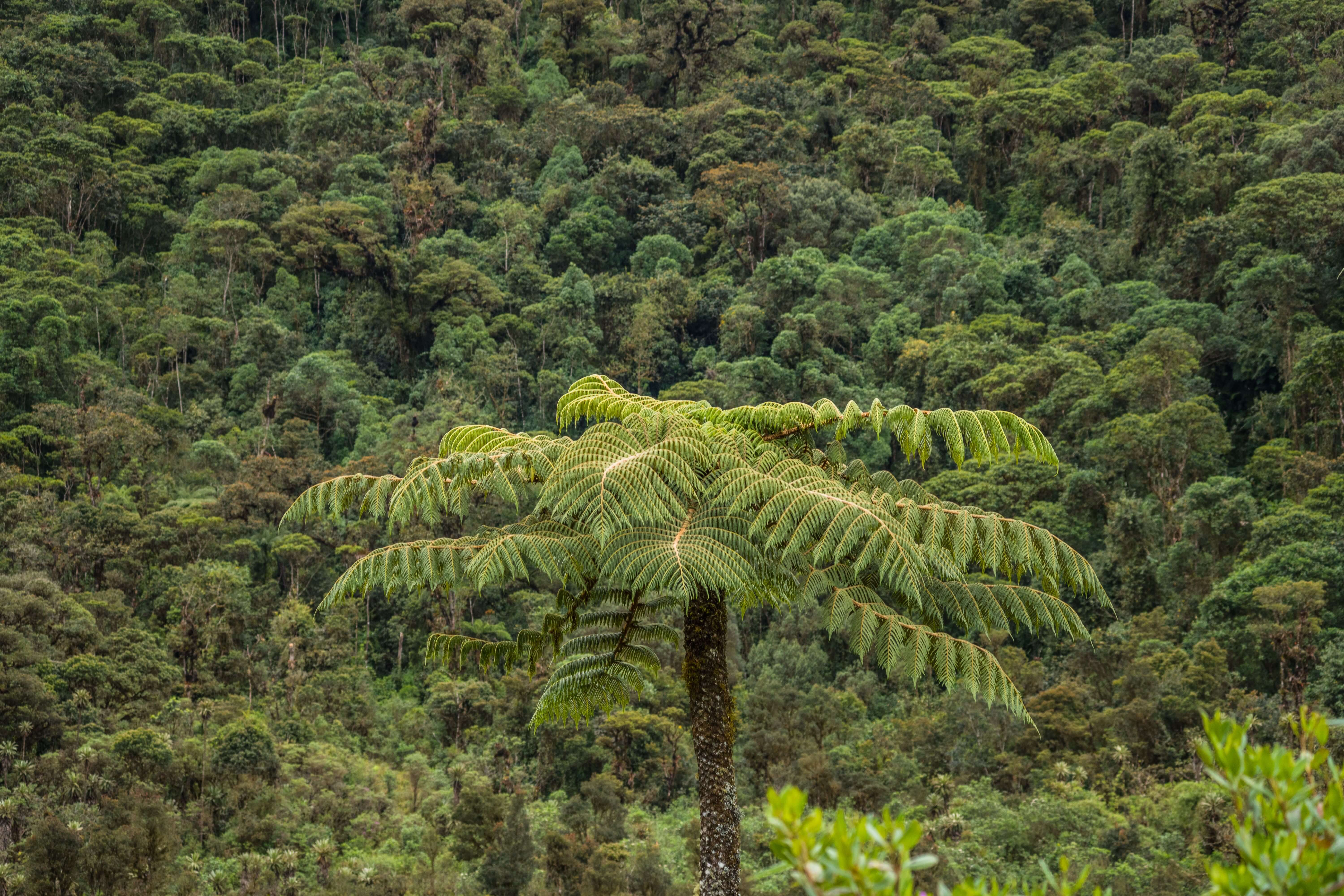 Rwenzori Mountains National Park