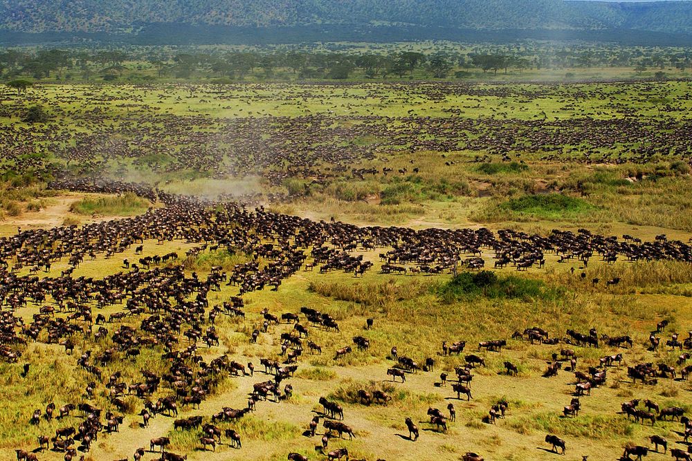 Serengeti National Park national park