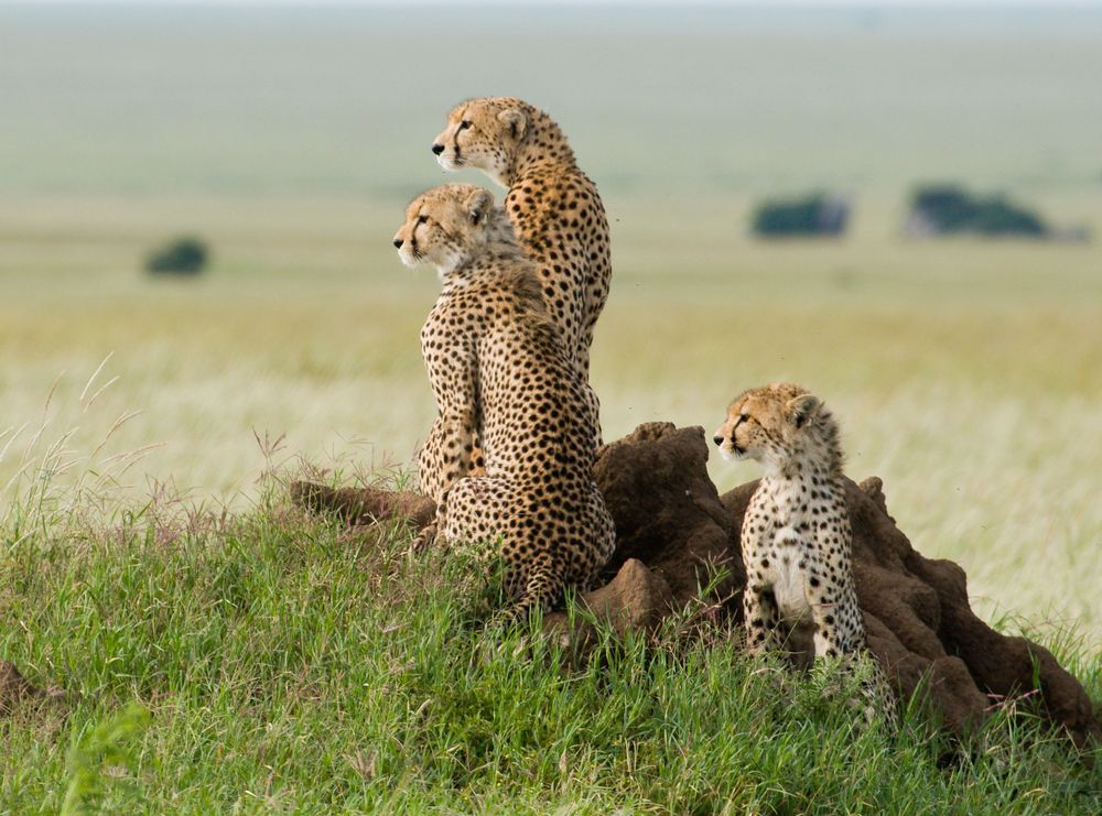 Serengeti National Park