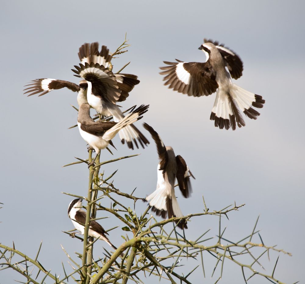 Serengeti National Park