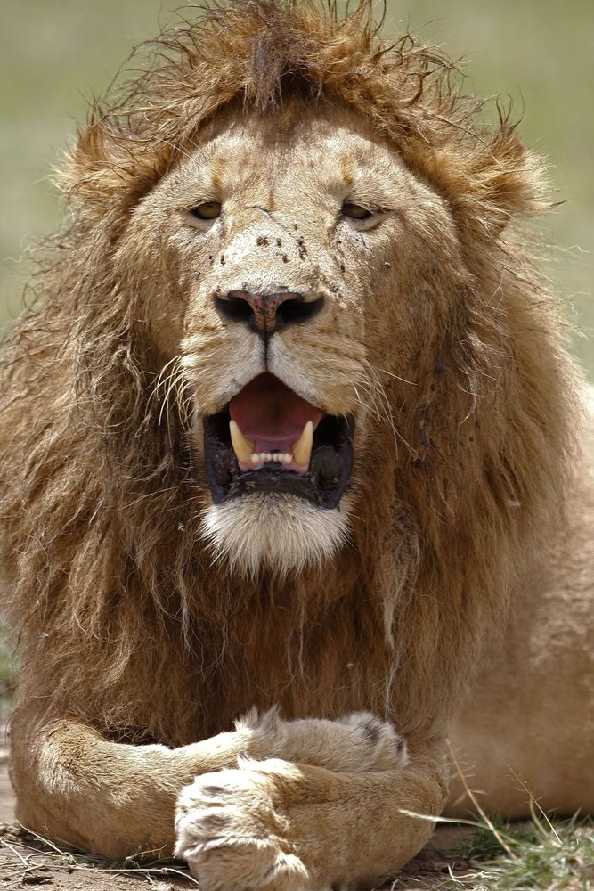 Serengeti National Park