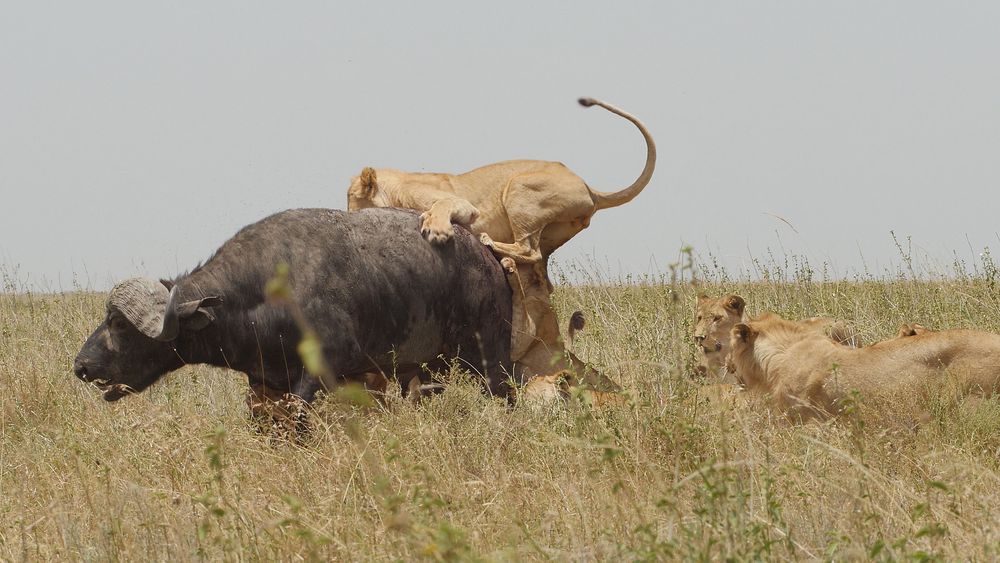 Serengeti National Park