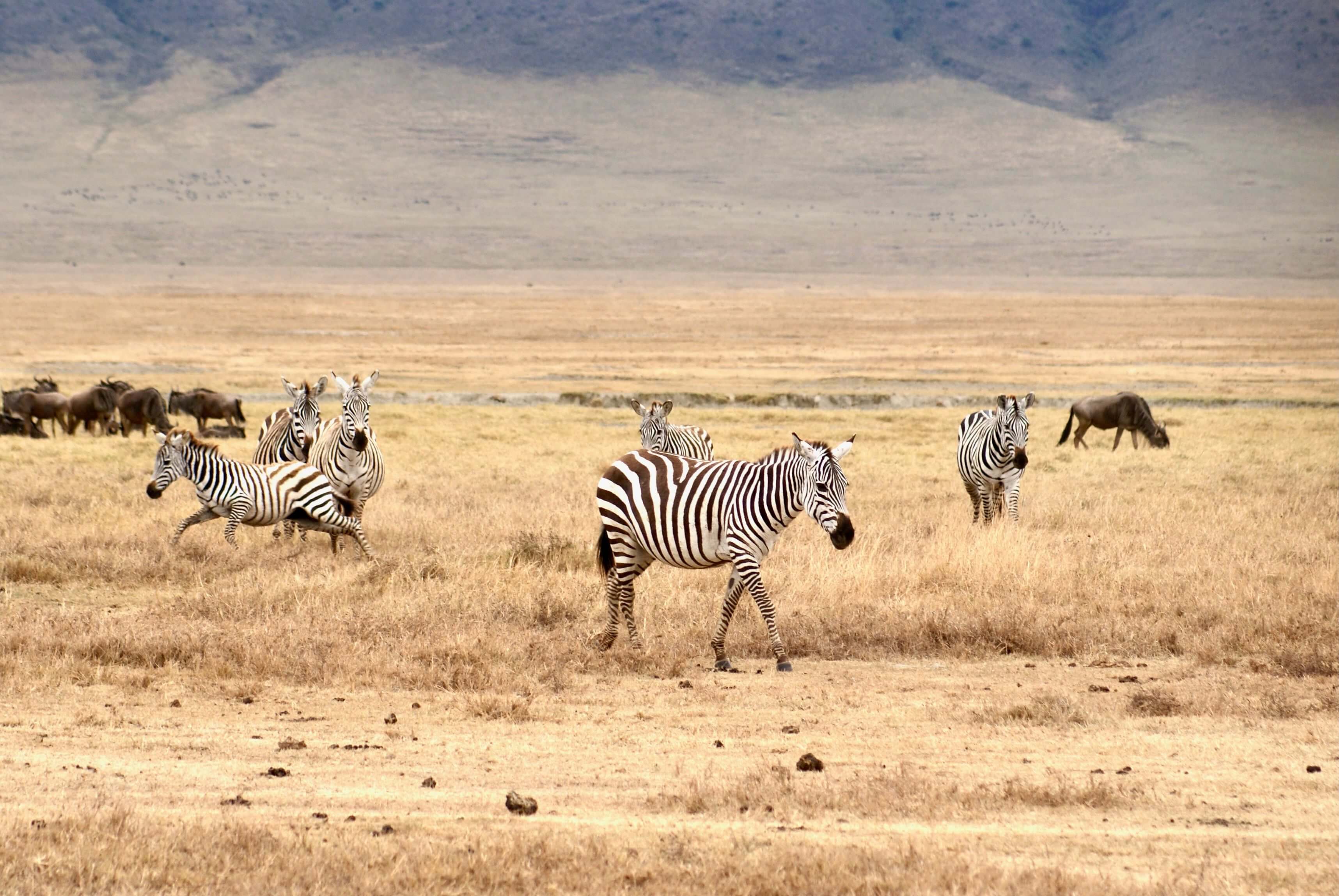 Ngorongoro Conservation Area