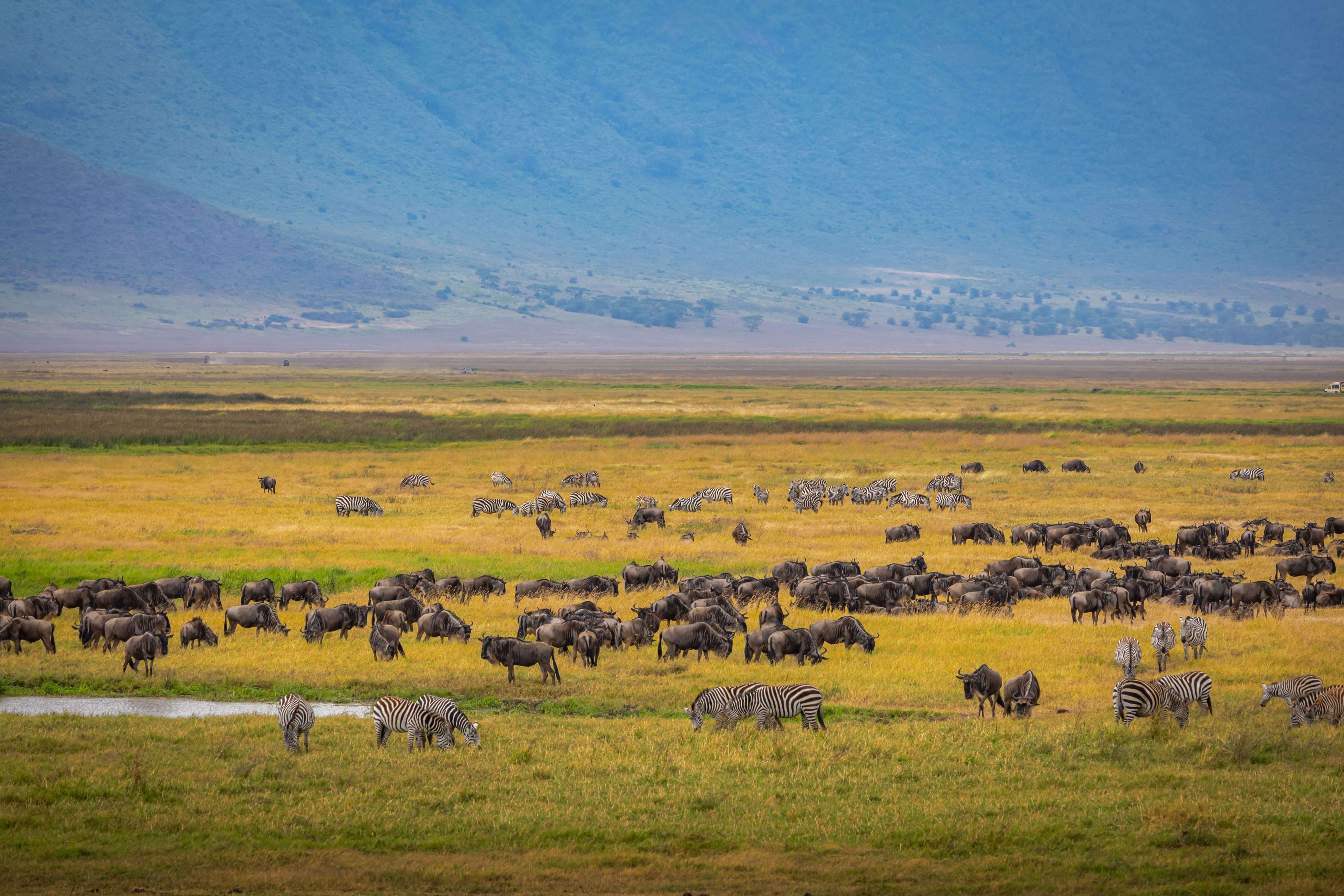 Ngorongoro Conservation Area