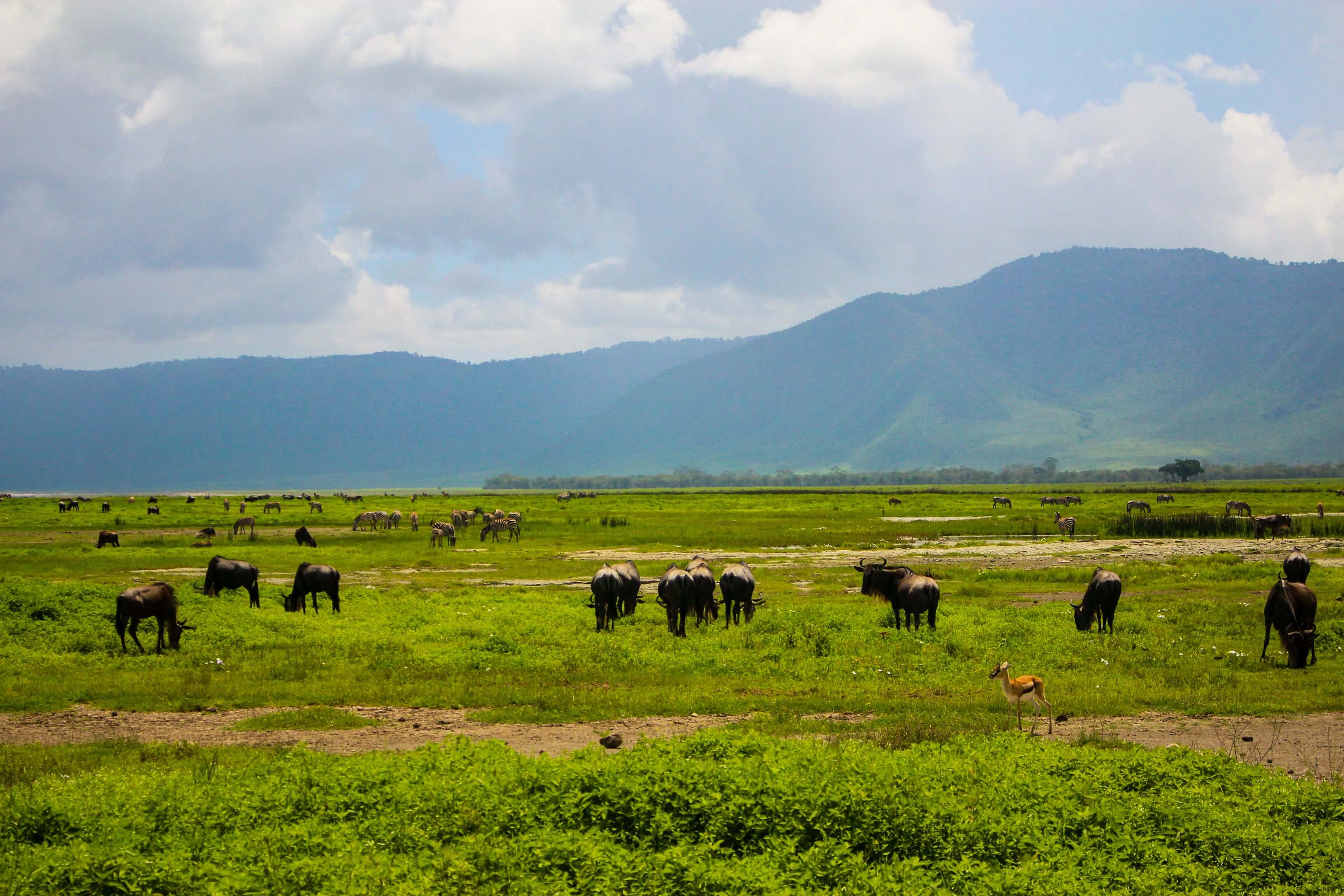 Ngorongoro Conservation Area