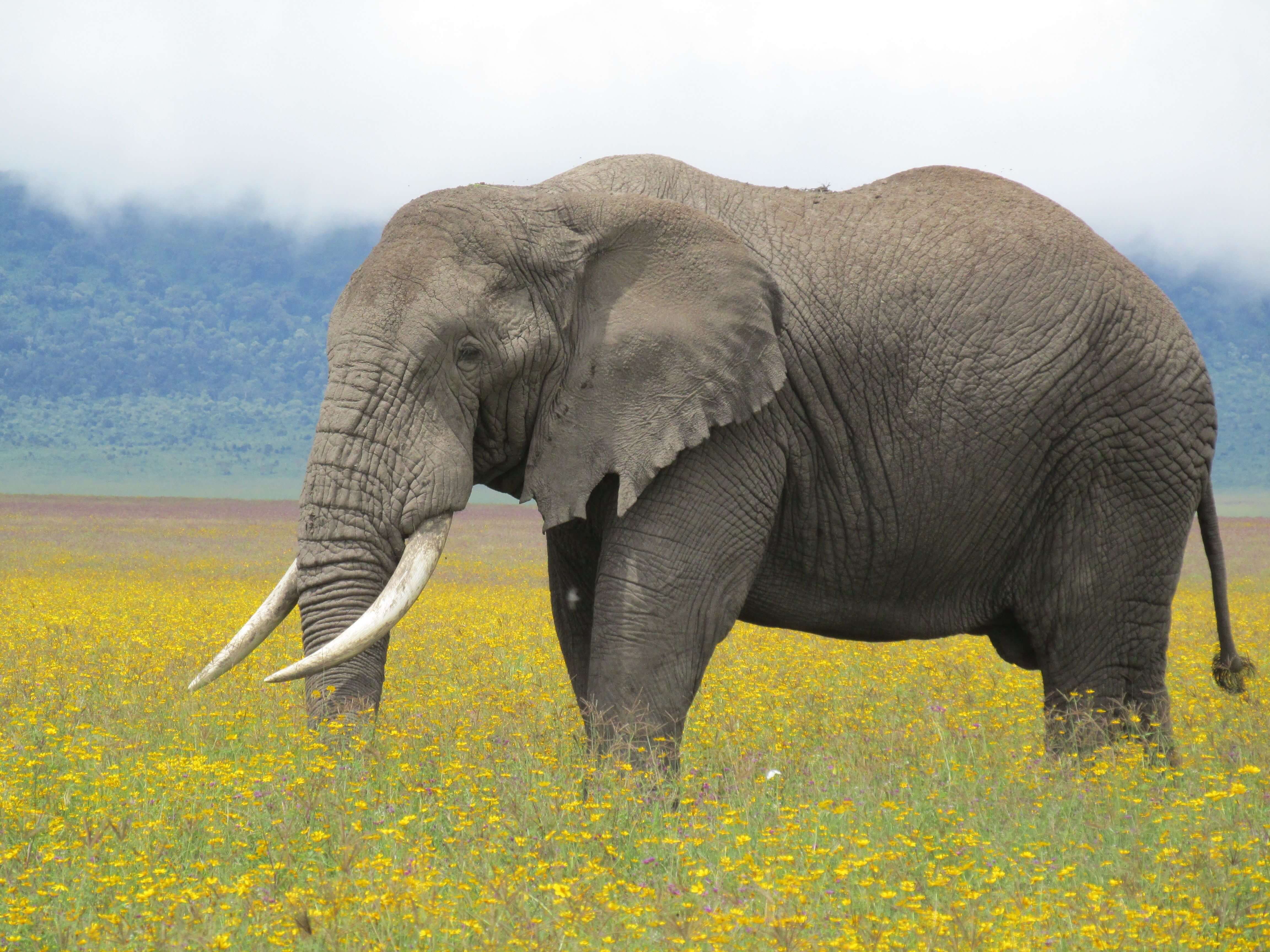 Ngorongoro Conservation Area