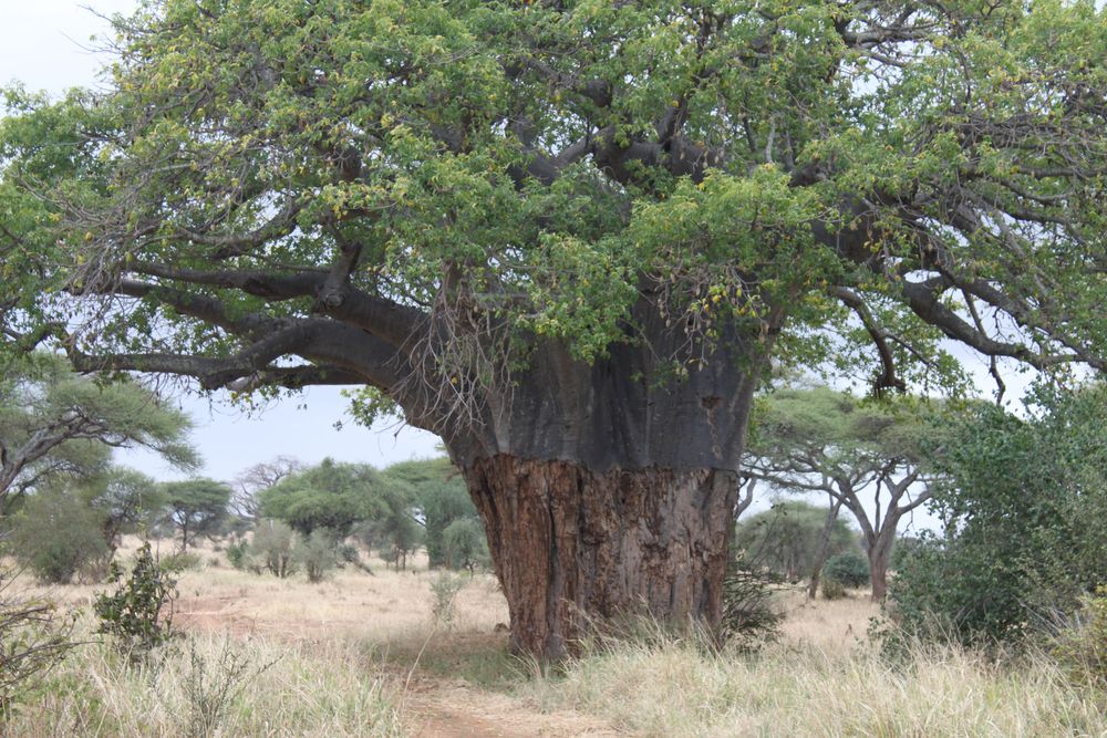 Tarangire National Park national park