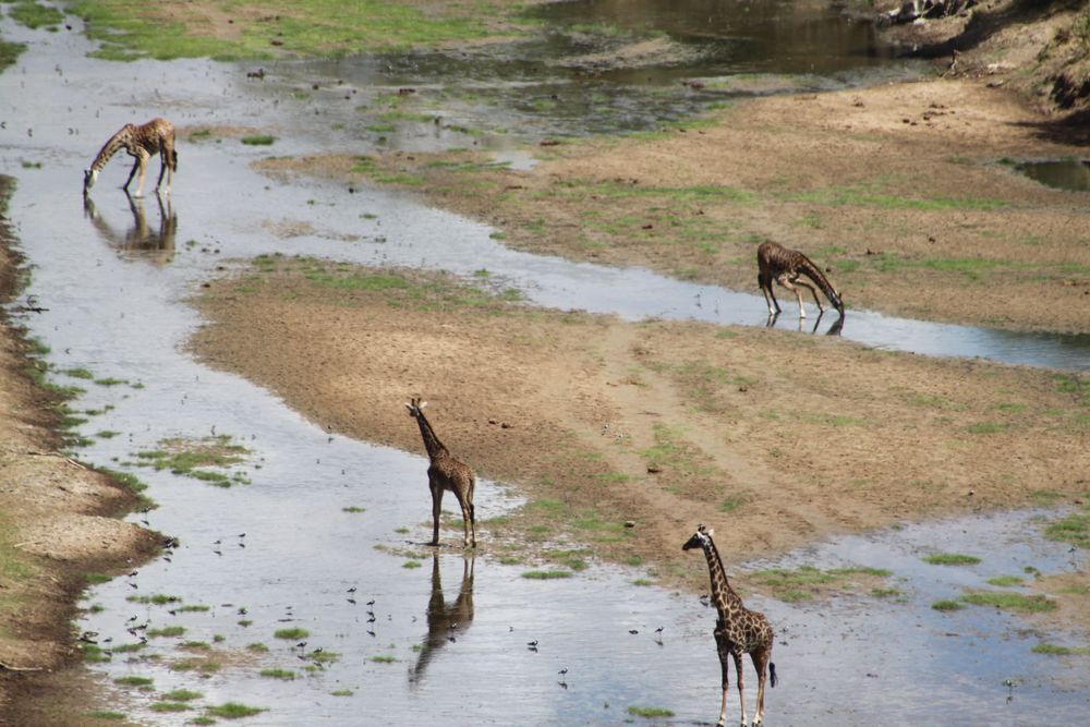 Tarangire National Park