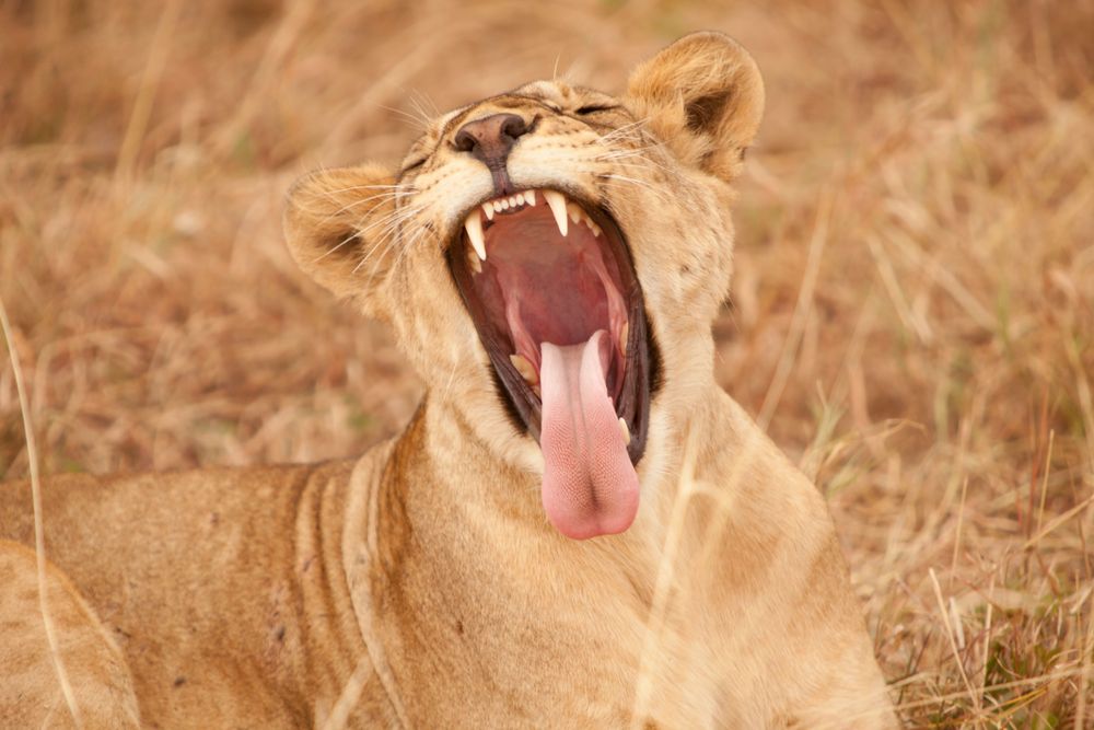 Tarangire National Park