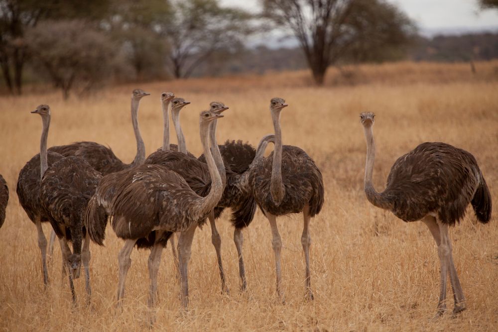 Tarangire National Park