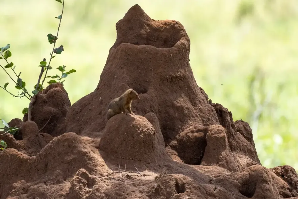 Tarangire National Park