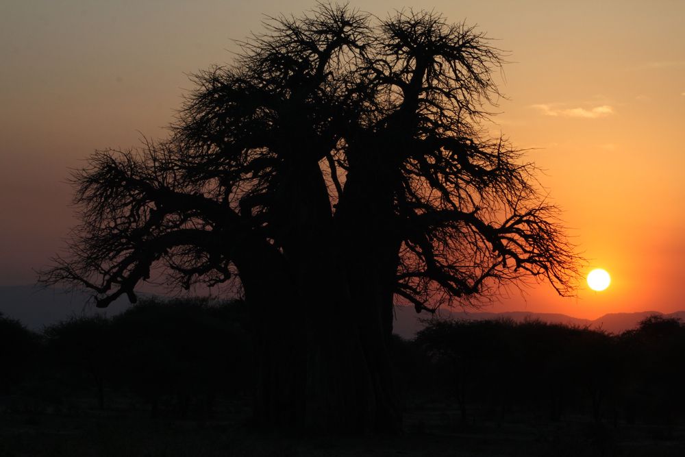 Tarangire National Park