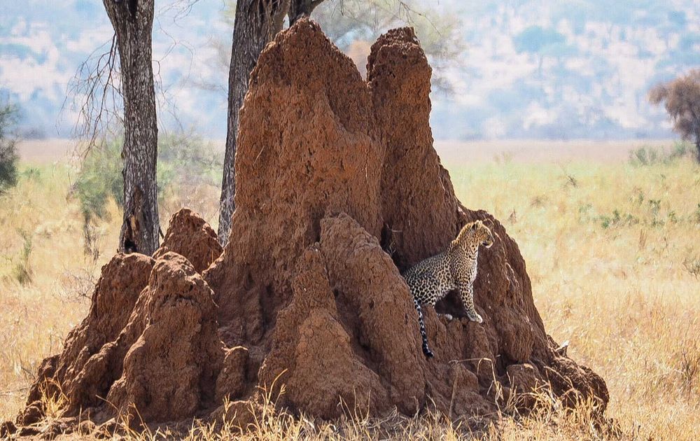 Tarangire National Park