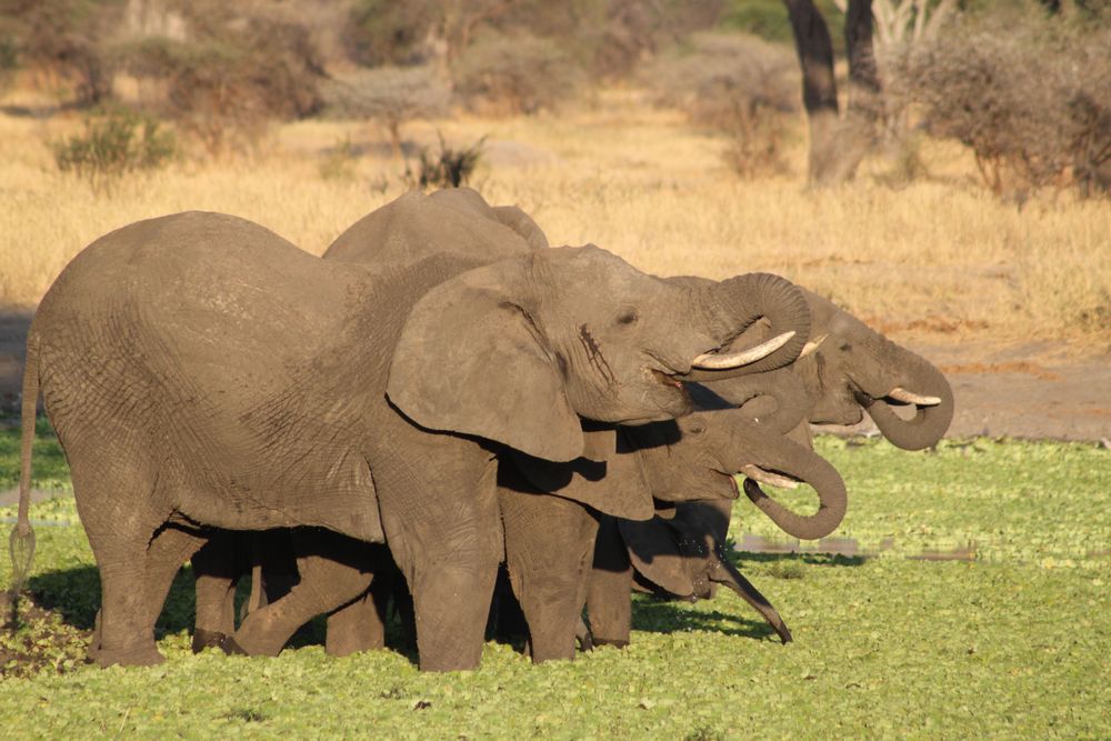 Tarangire National Park