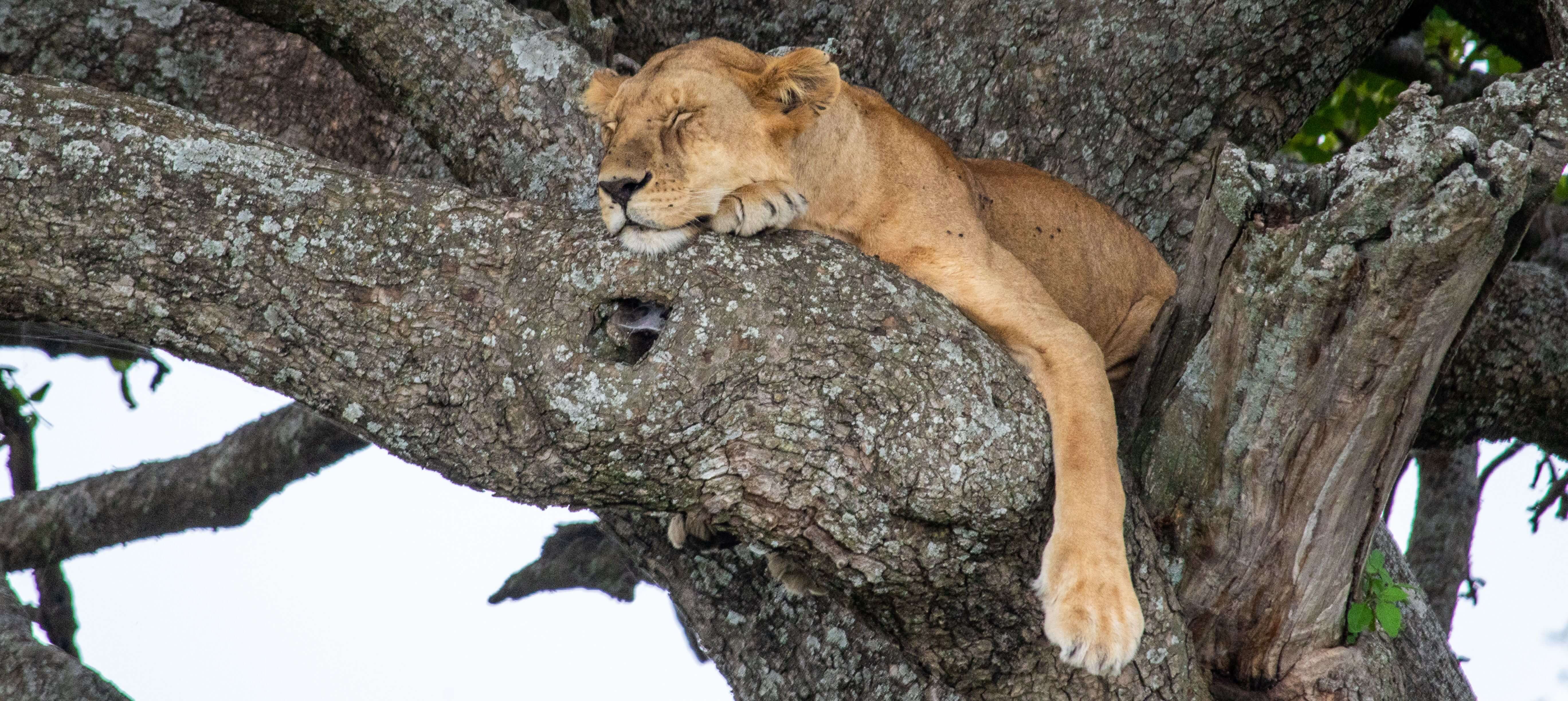 Lake Manyara National Park national park