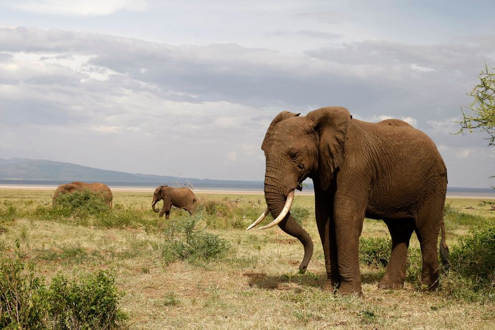 Lake Manyara National Park