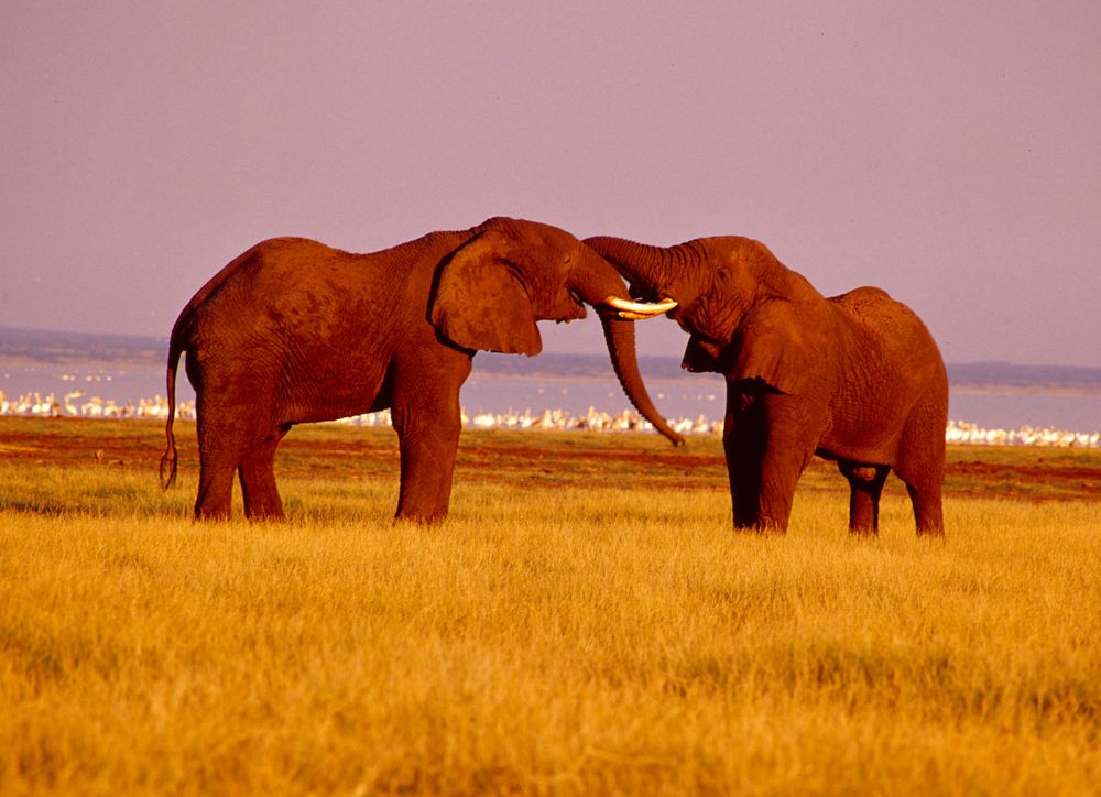 Lake Manyara National Park
