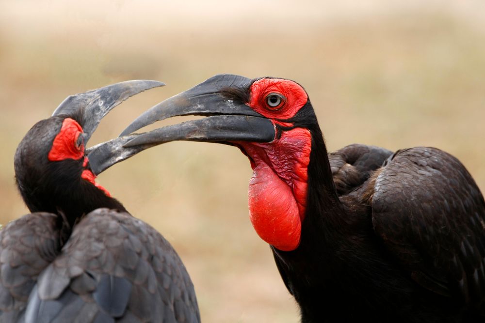 Lake Manyara National Park