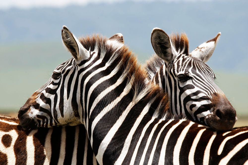 Lake Manyara National Park